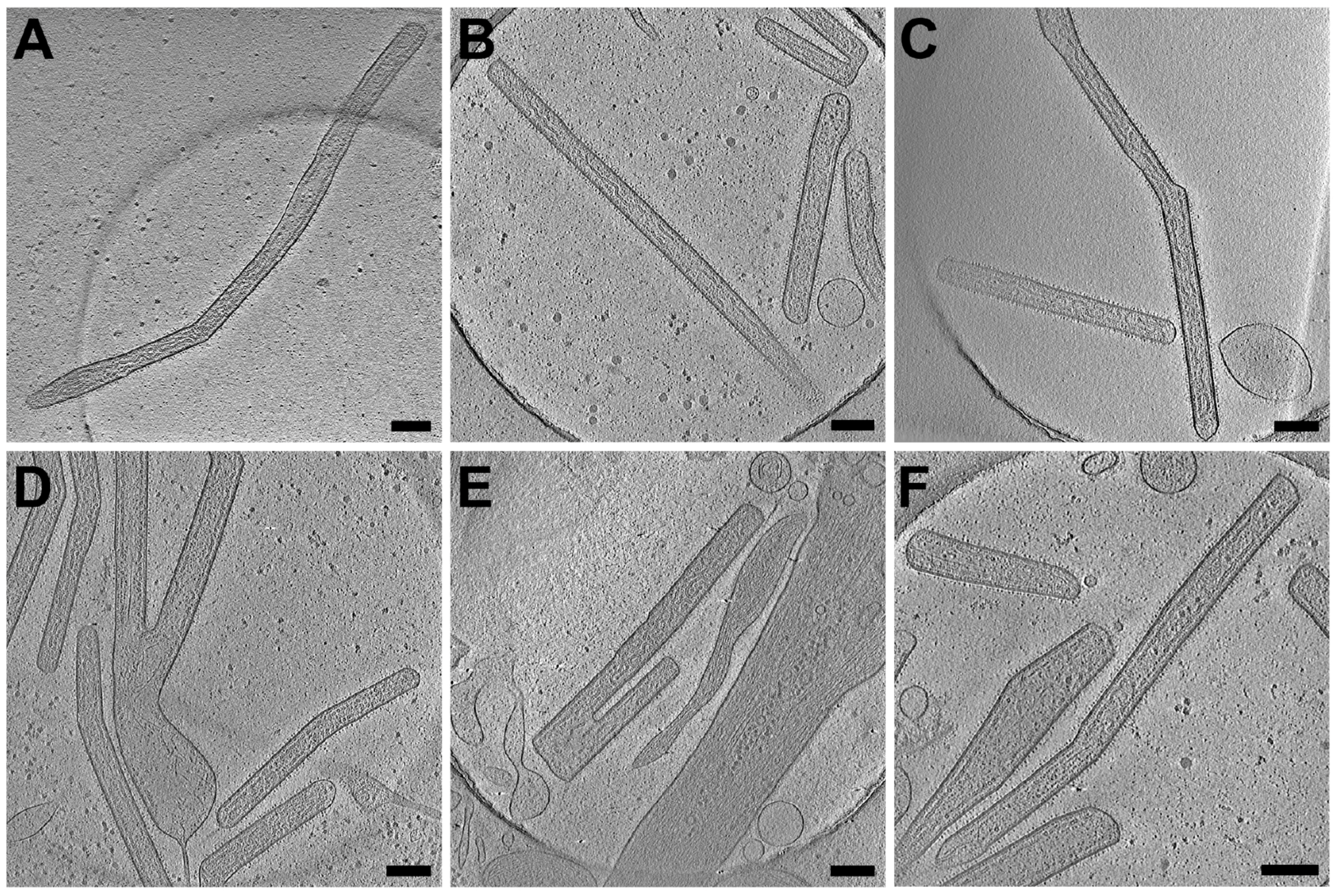 Viruses 10 00446 g003