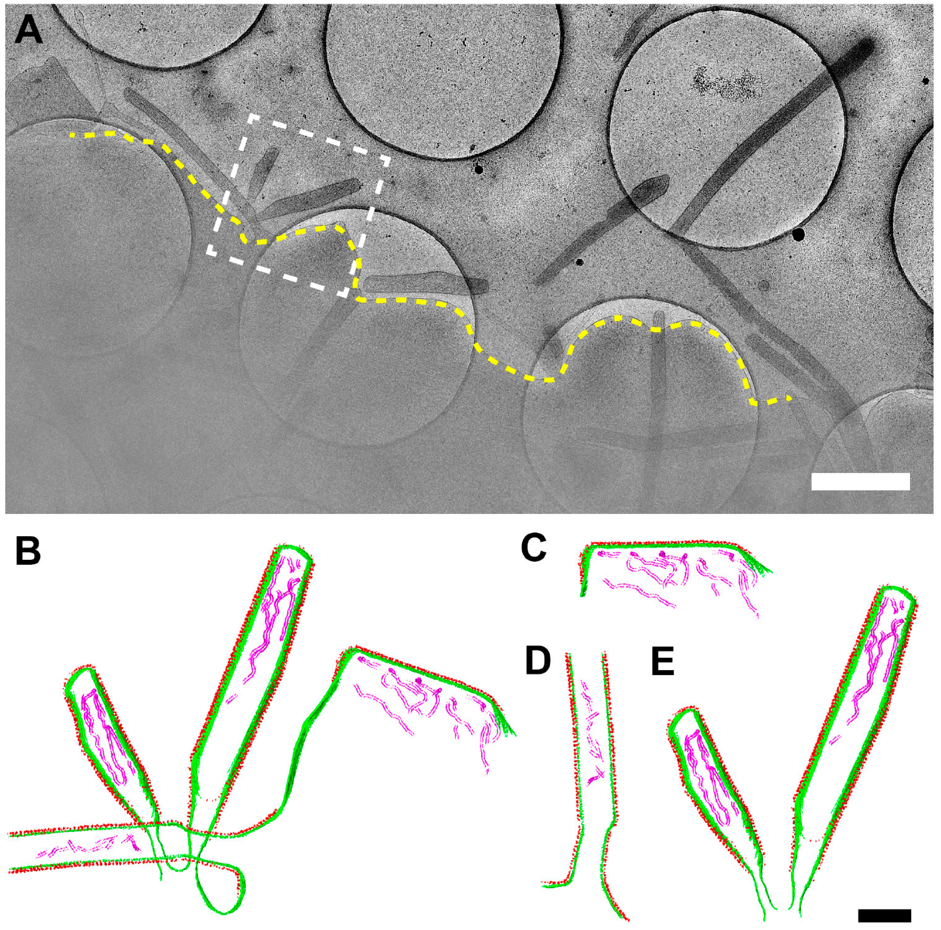 Viruses 10 00446 g008