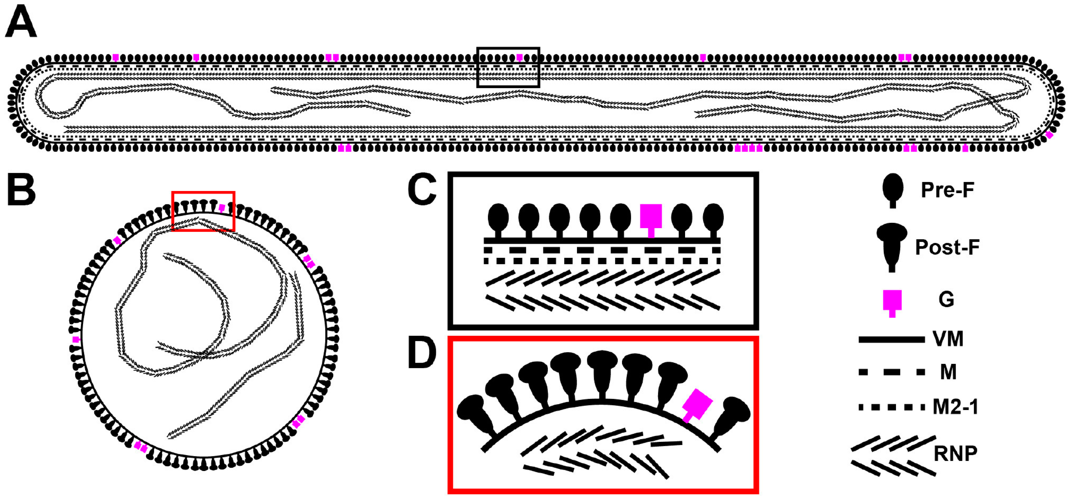 Viruses 10 00446 g010