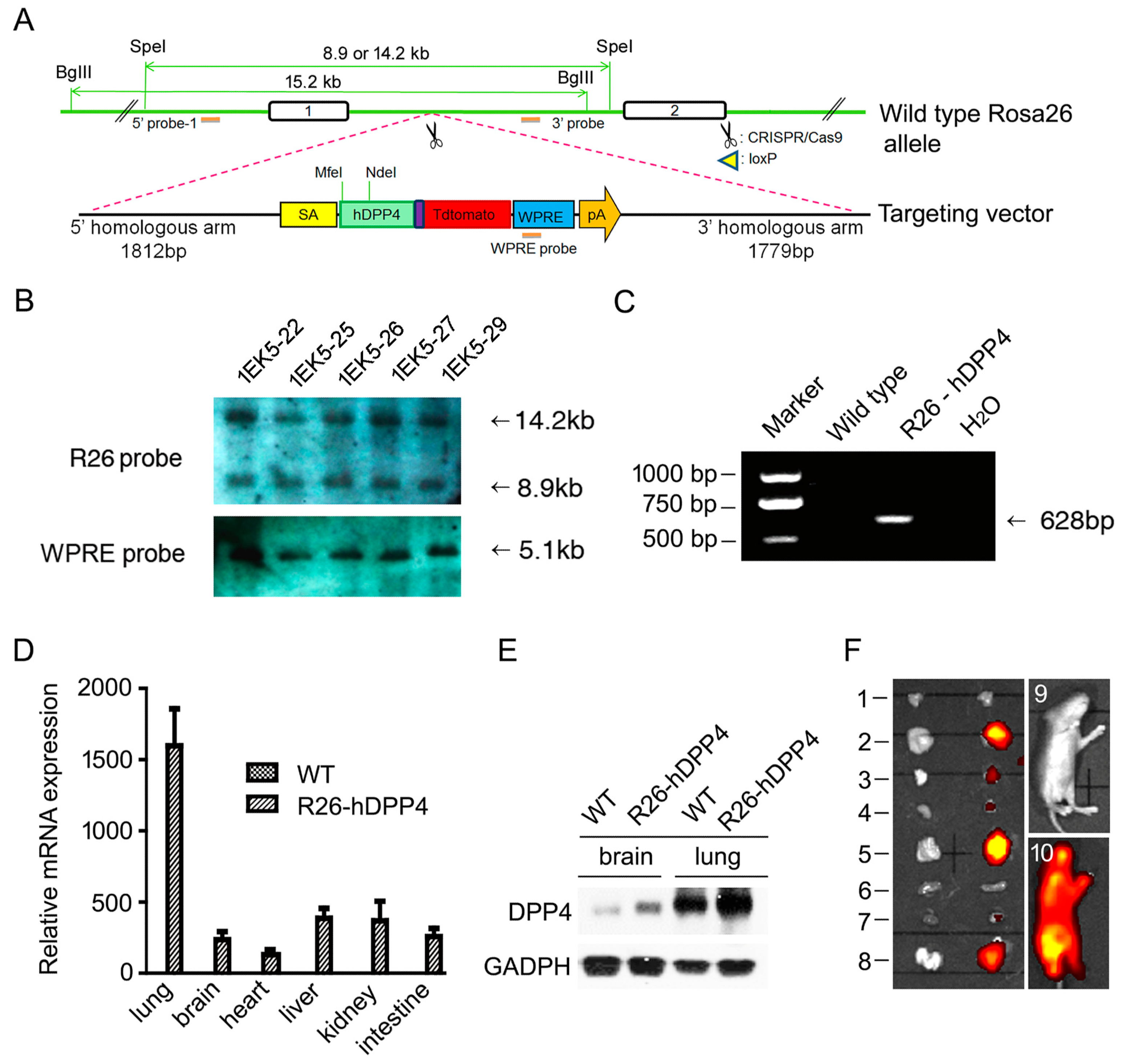 Viruses 10 00448 g001 Viruses 10 00448 g001