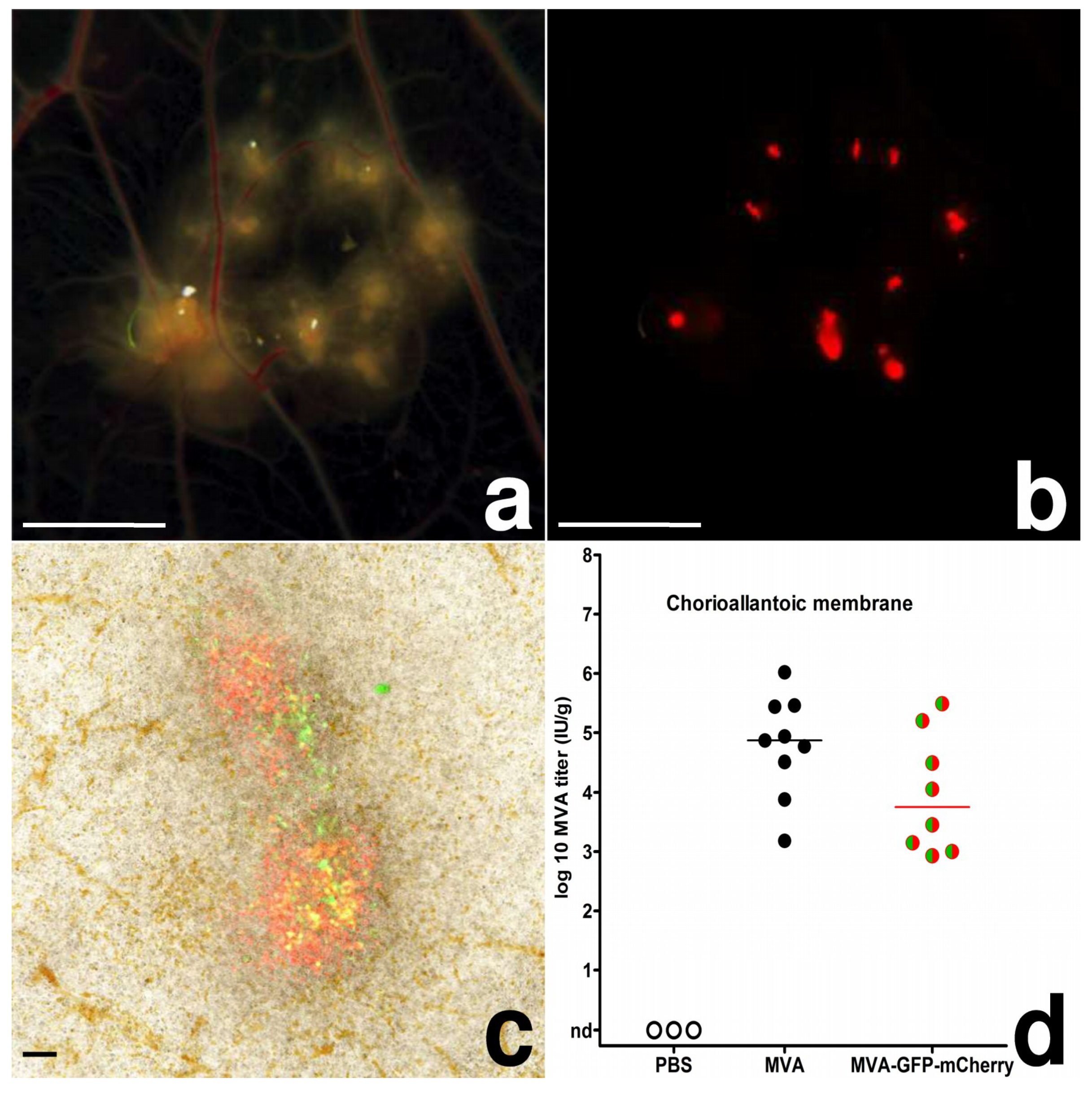 Viruses 10 00452 g001