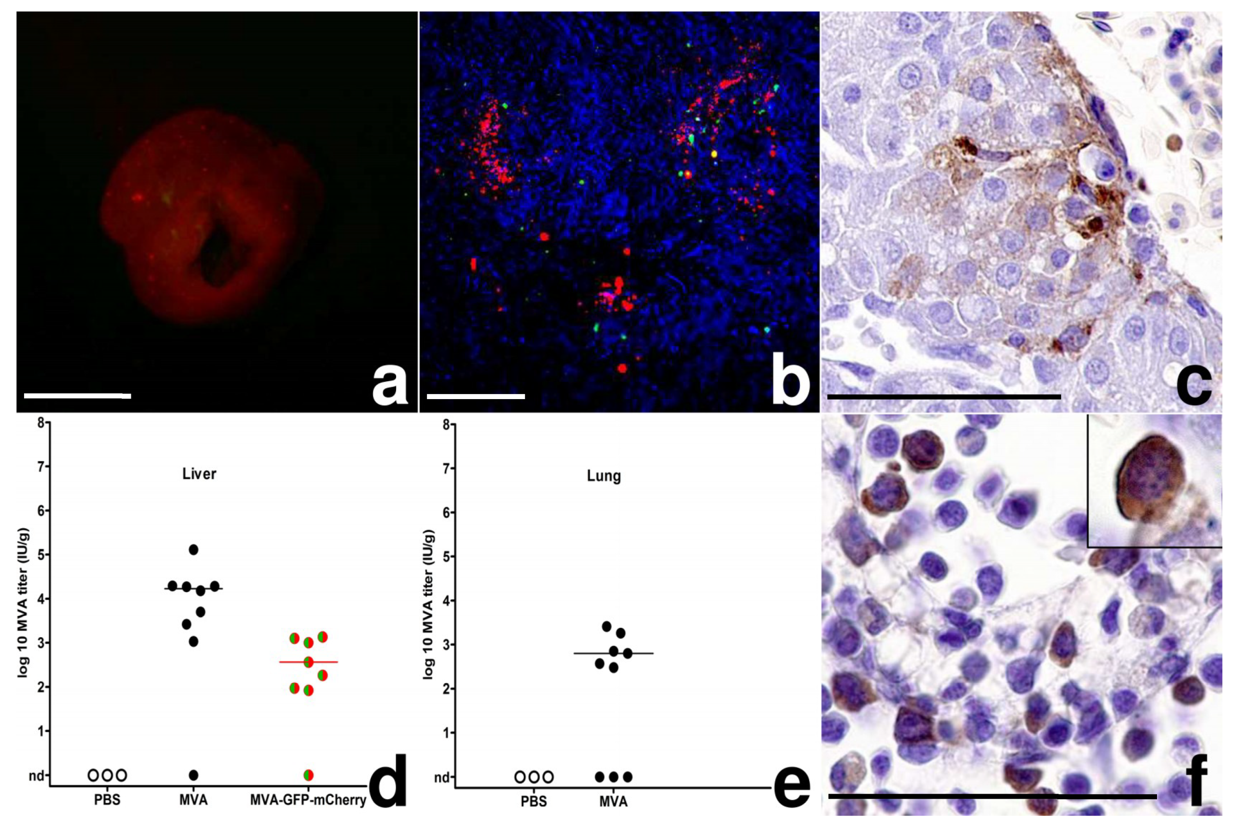 Viruses 10 00452 g003