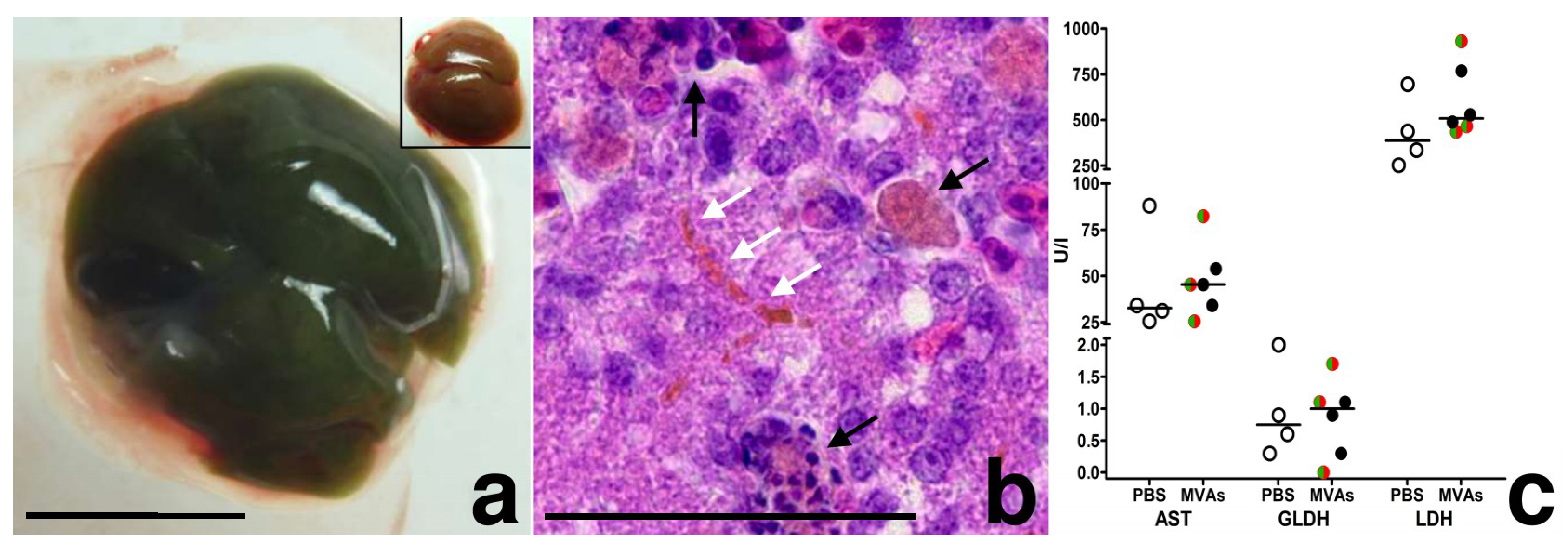 Viruses | Free Full-Text | Tracking Modified Vaccinia Virus Ankara in