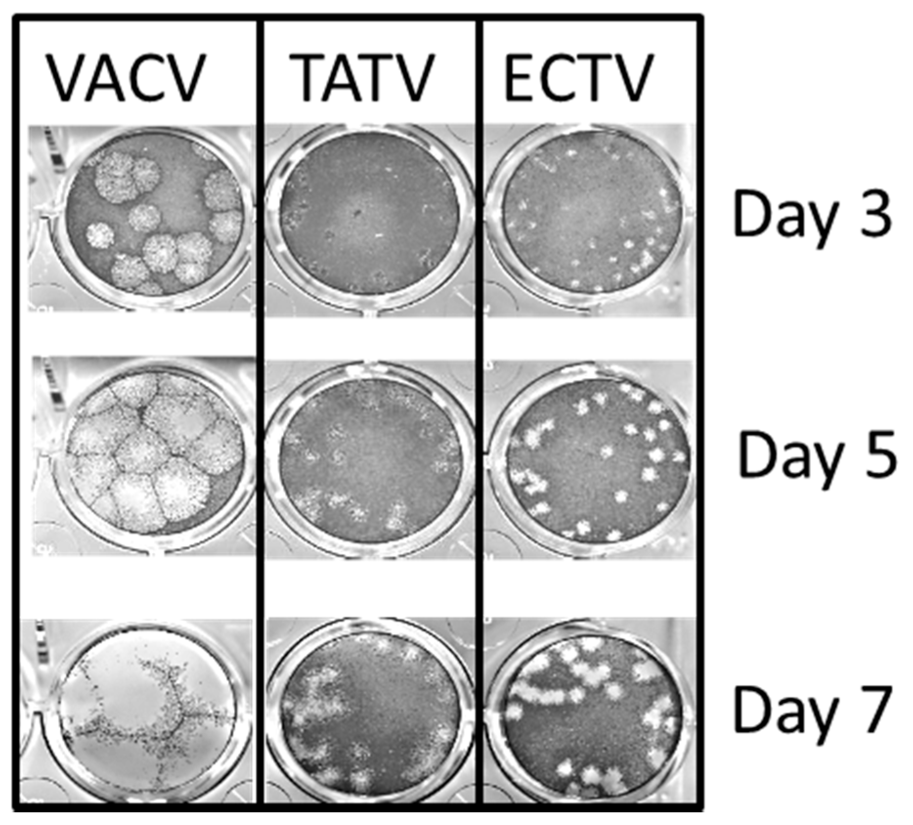 Viruses 10 00463 g003 Viruses 10 00463 g003