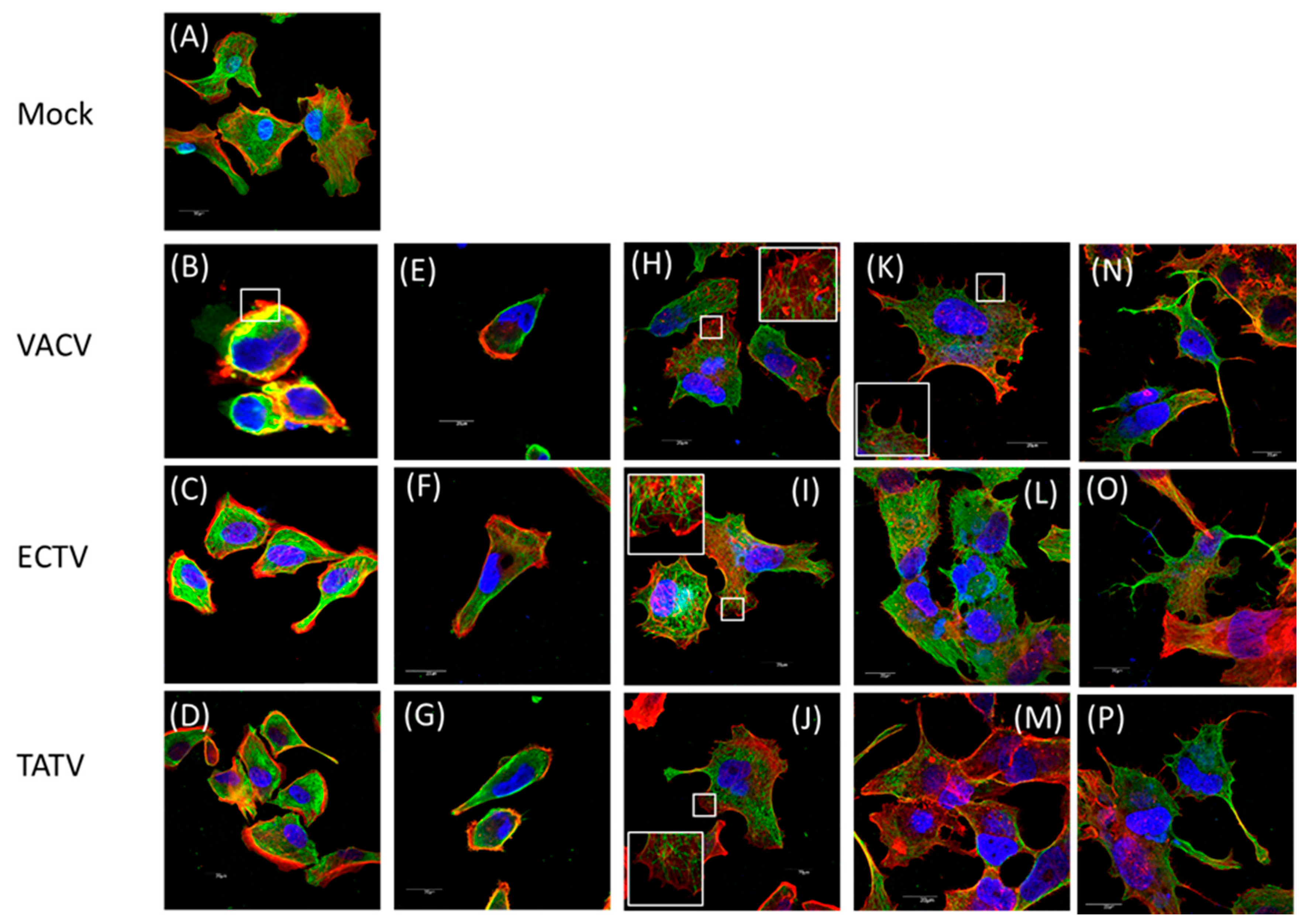 Viruses 10 00463 g005 Viruses 10 00463 g005