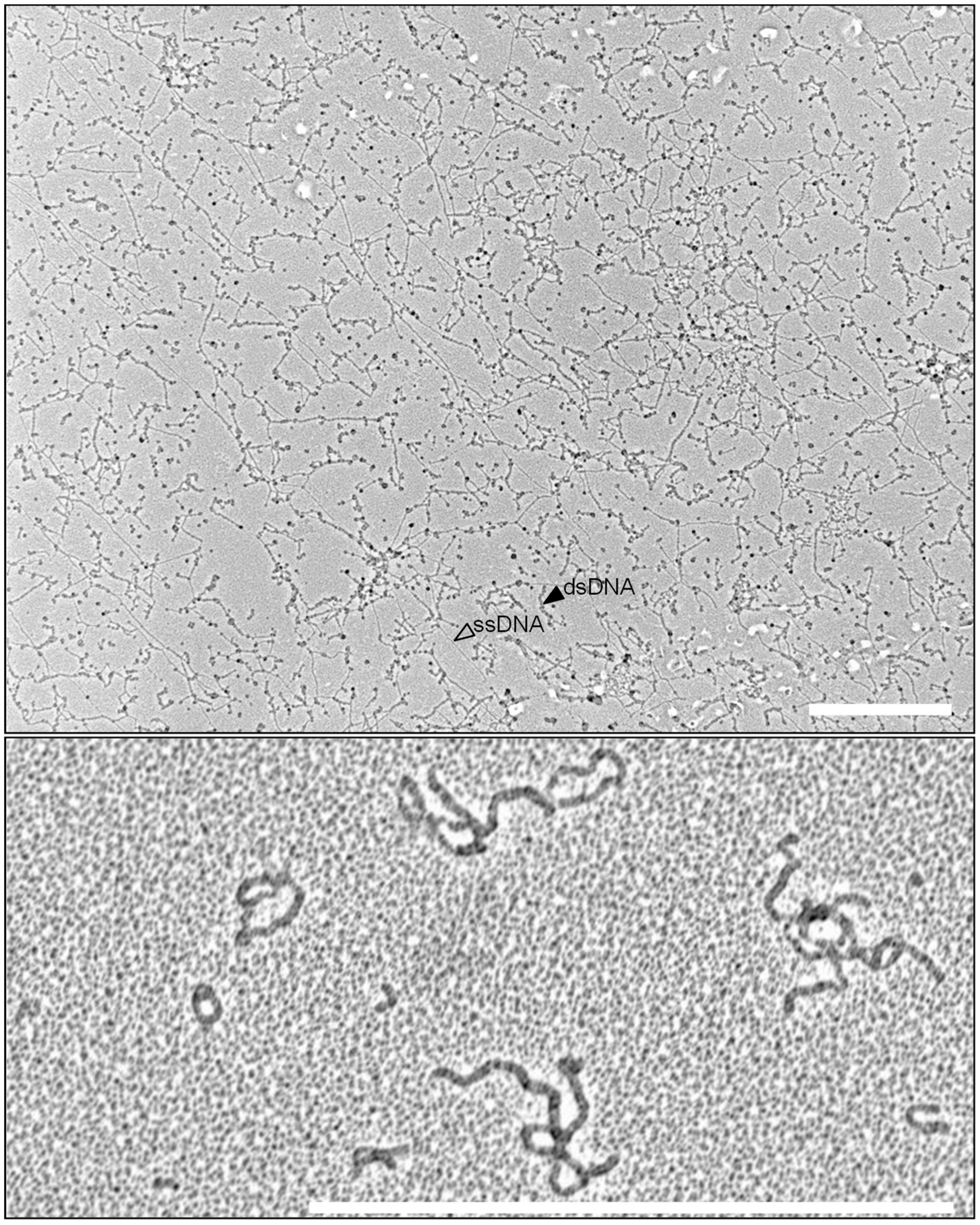 Barcoding of Plant Viruses with Circular Single-Stranded DNA