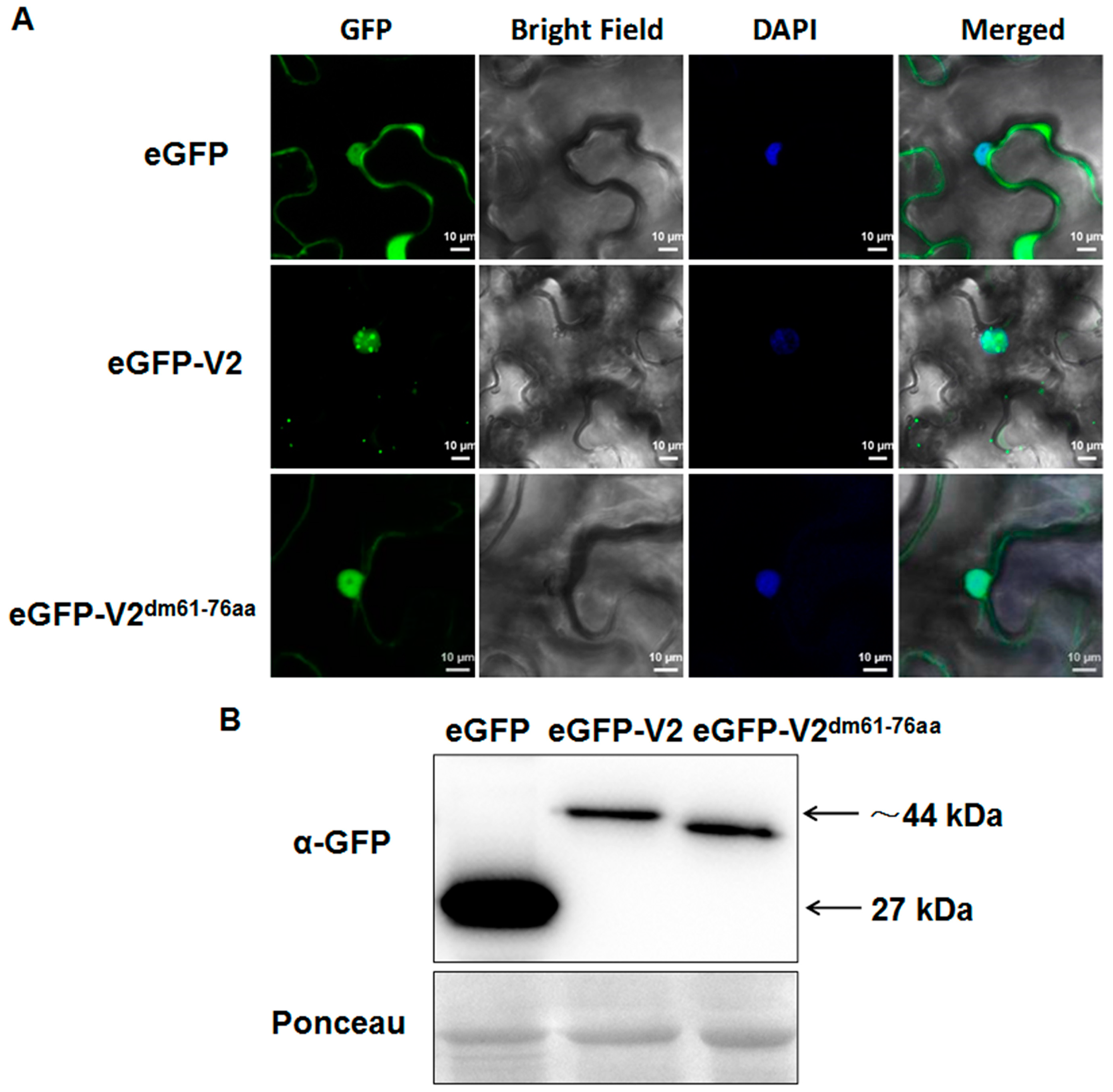 Viruses 10 00472 g005 Viruses 10 00472 g005