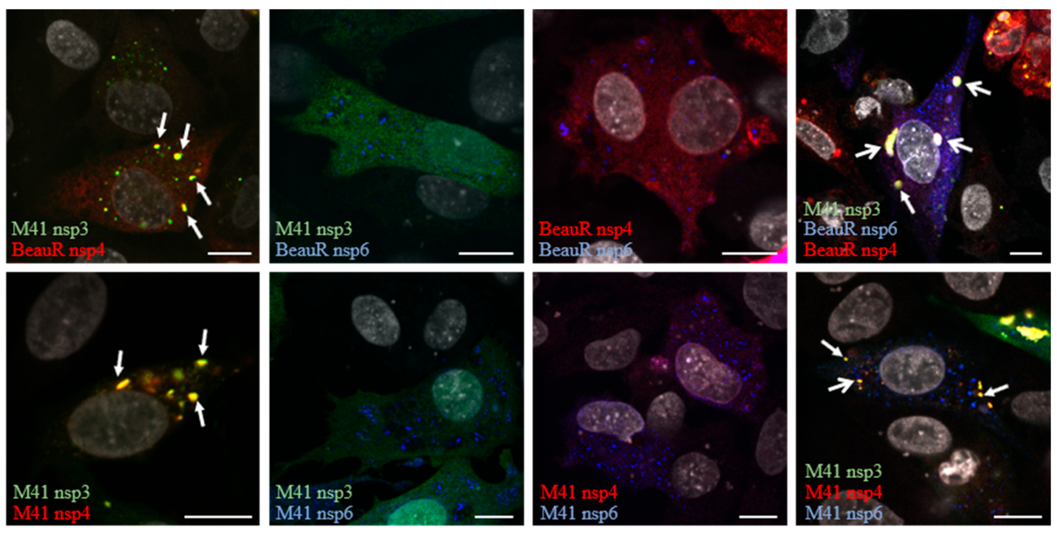 Viruses 10 00477 g003 Viruses 10 00477 g003