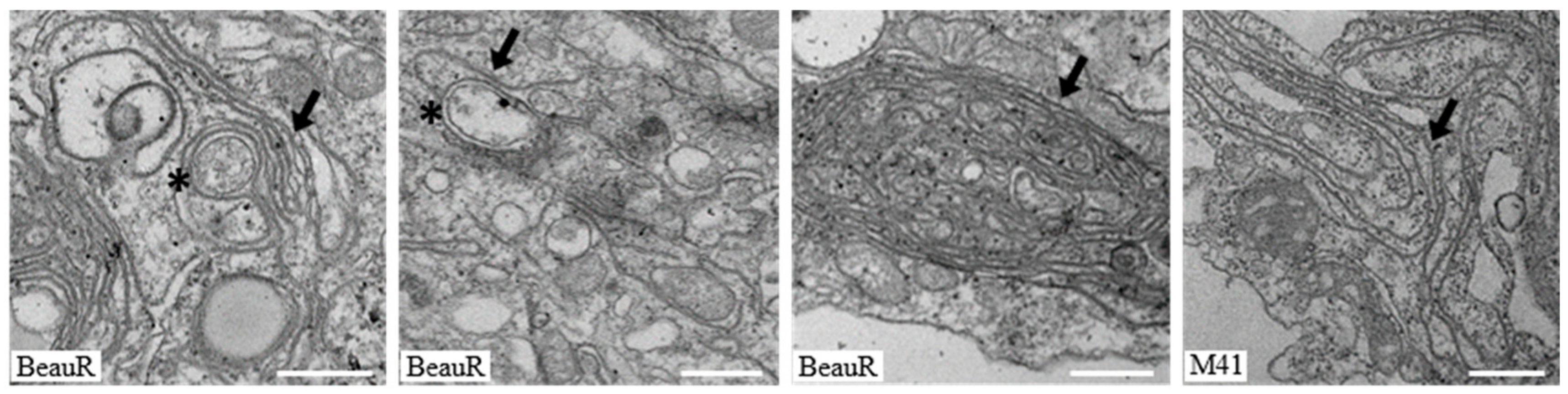 Viruses 10 00477 g006 Viruses 10 00477 g006