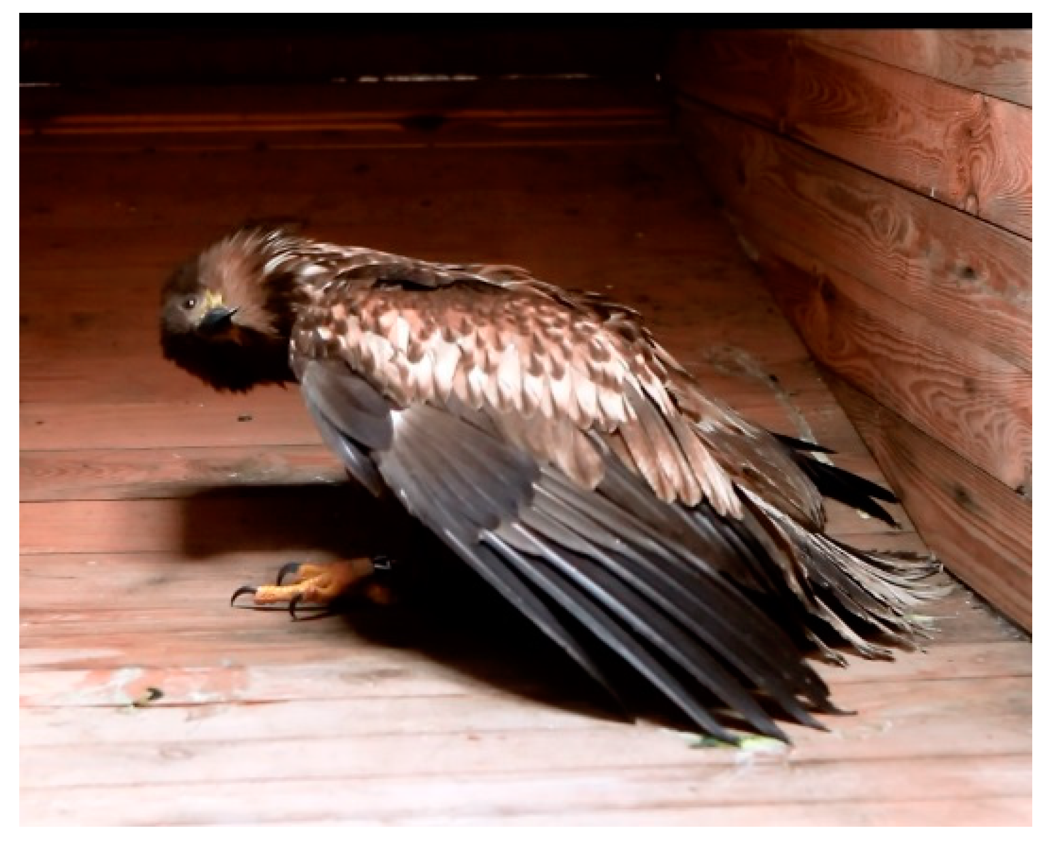 Viruses 10 00478 g003