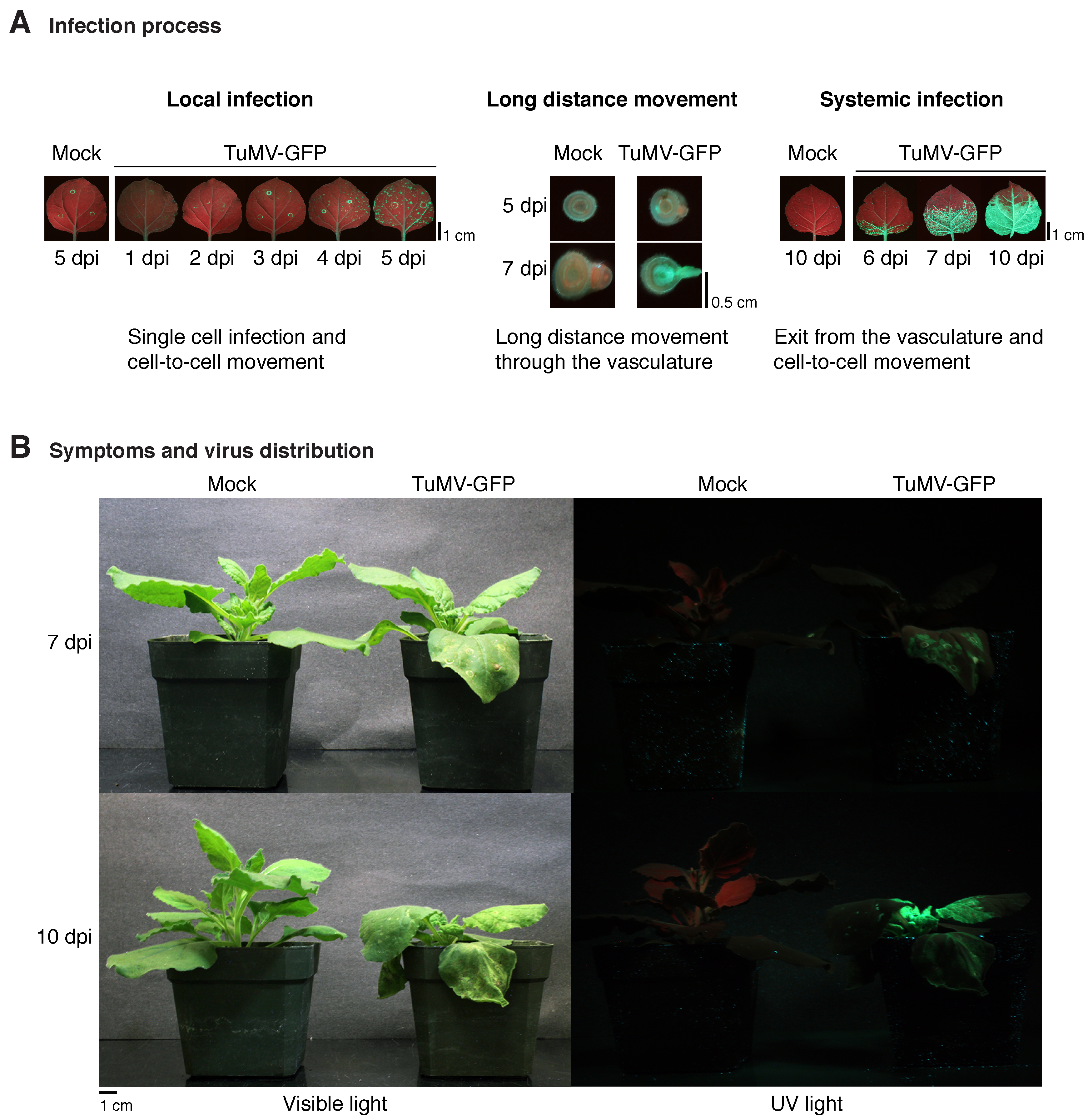 Viruses 10 00484 g001 Viruses 10 00484 g001