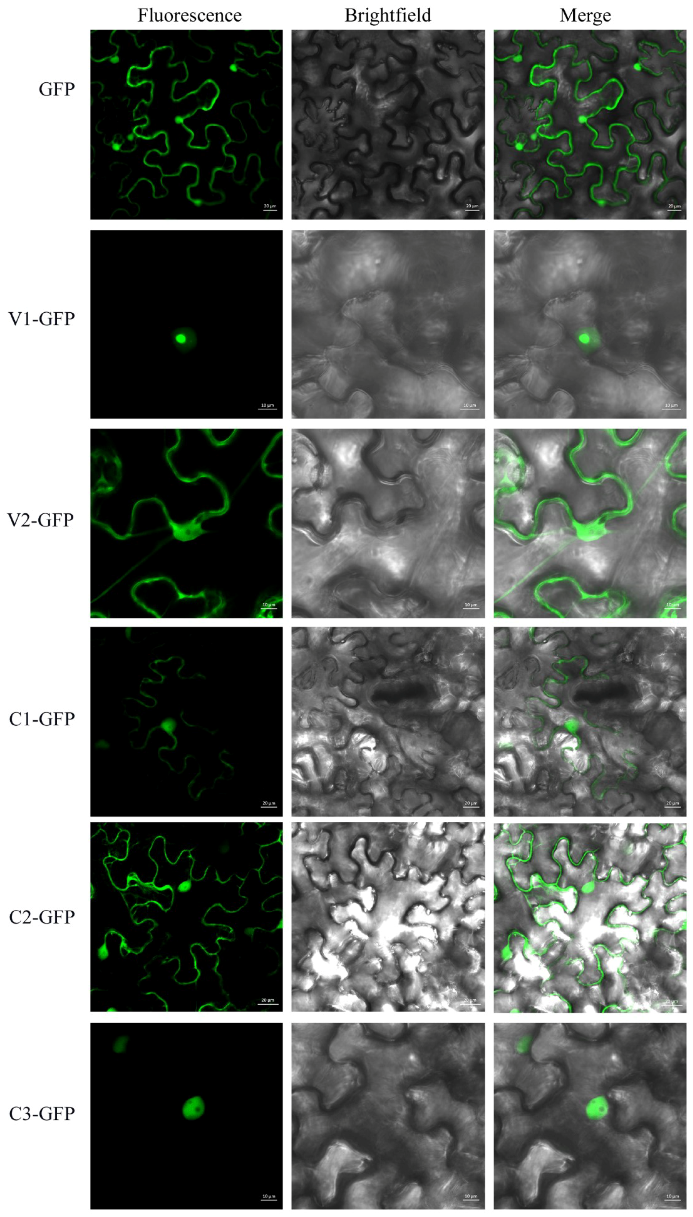 Viruses 10 00488 g001 Viruses 10 00488 g001