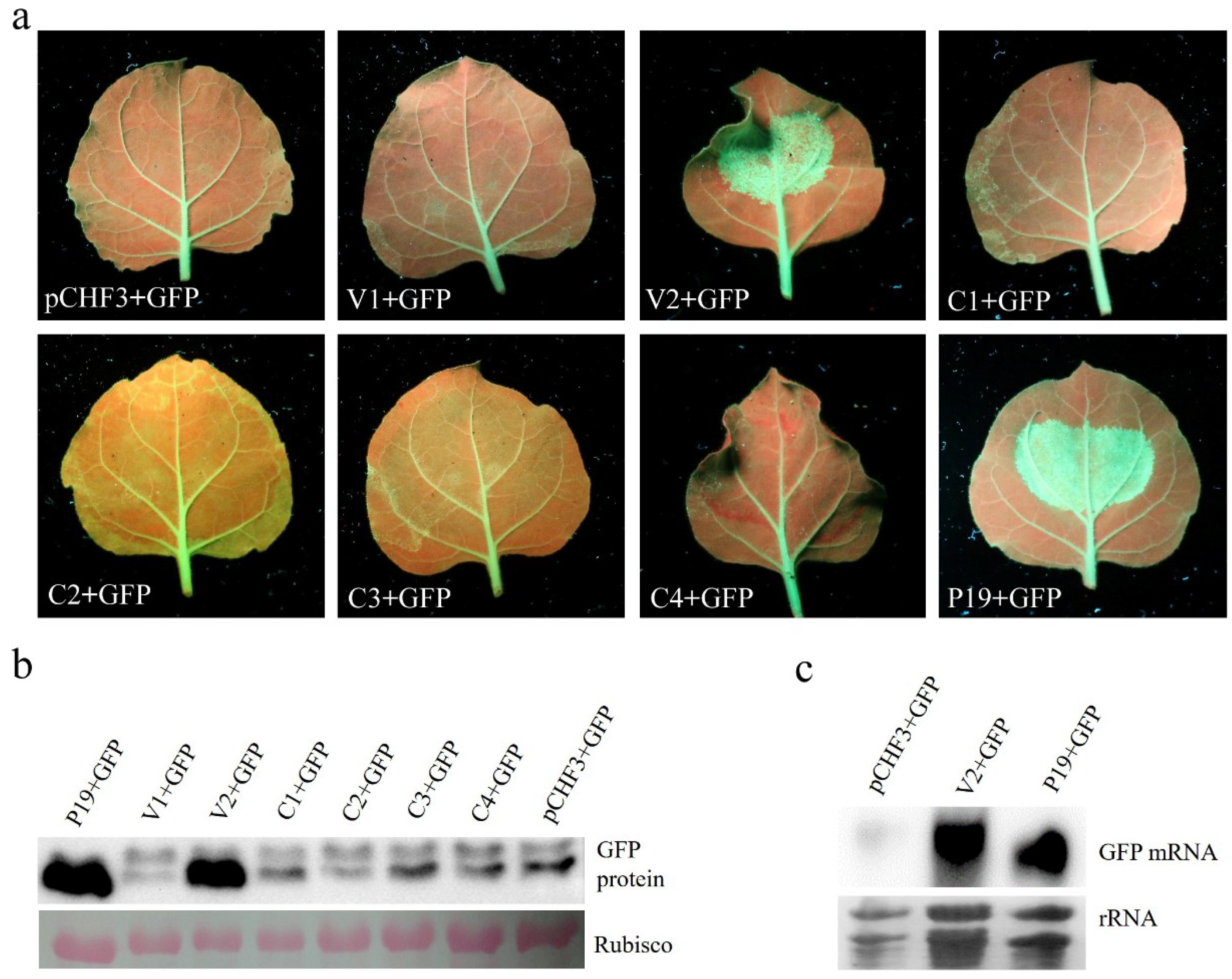 Viruses 10 00488 g003 Viruses 10 00488 g003