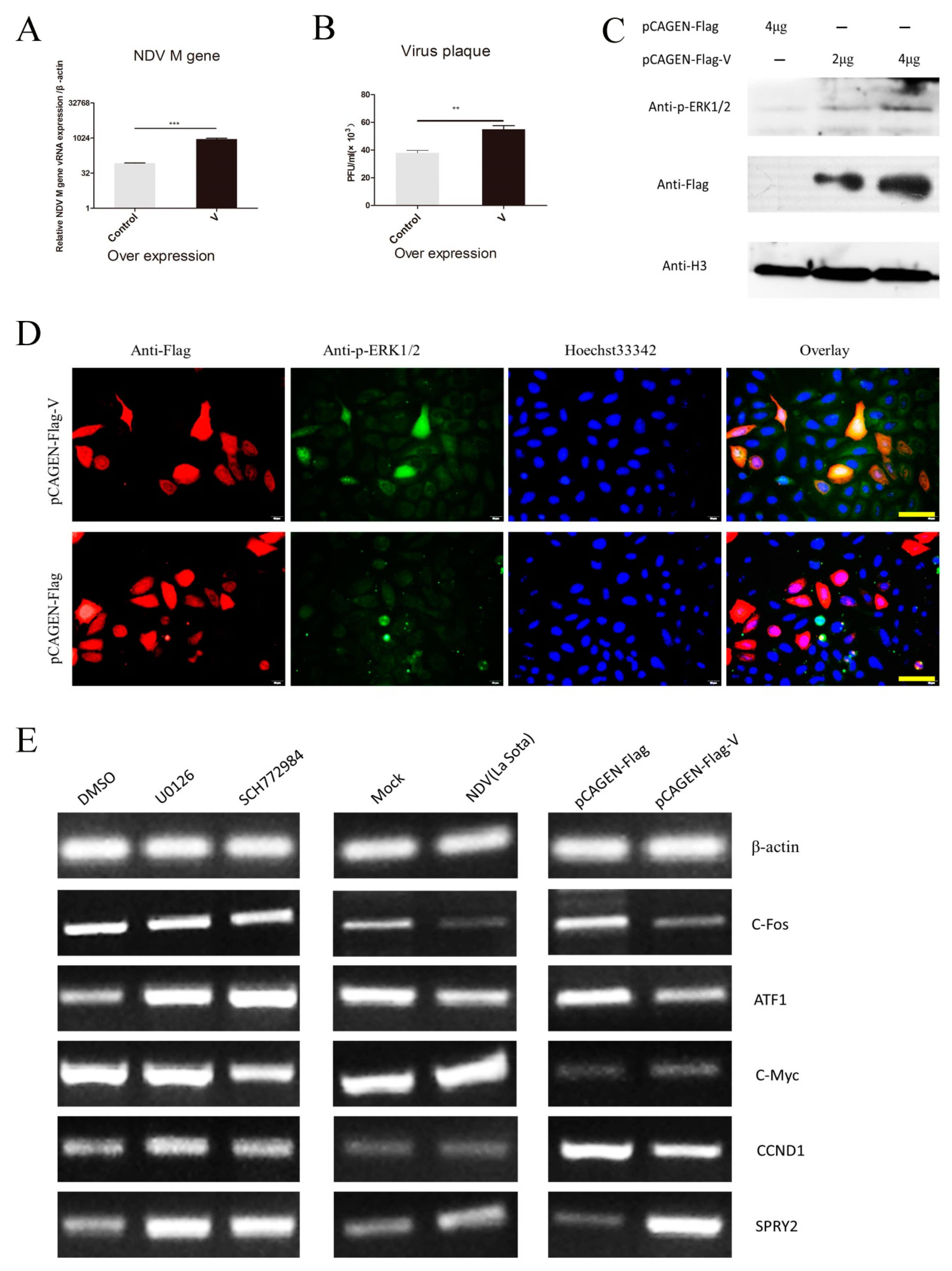 Viruses 10 00489 g003 Viruses 10 00489 g003