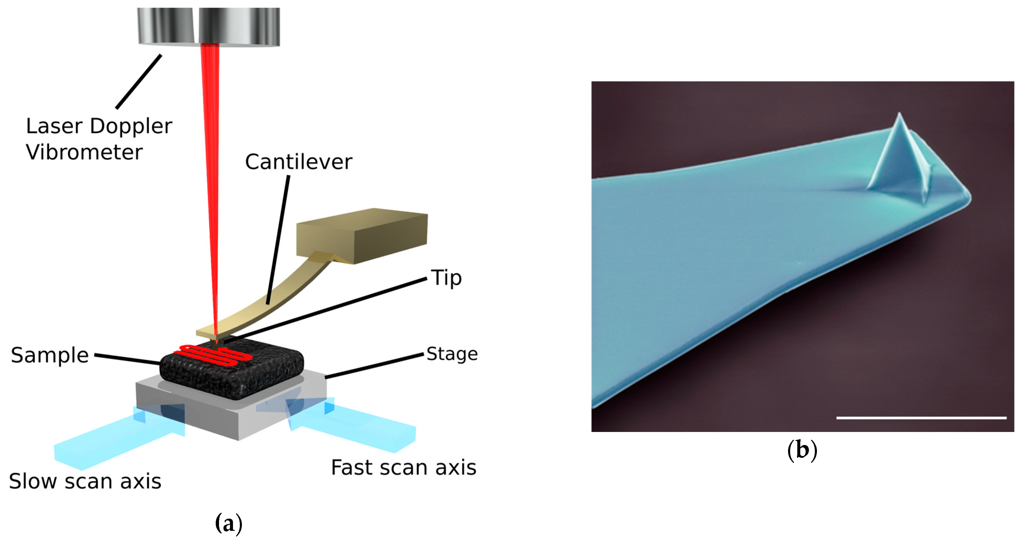 Viruses 10 00490 g002 Viruses 10 00490 g002