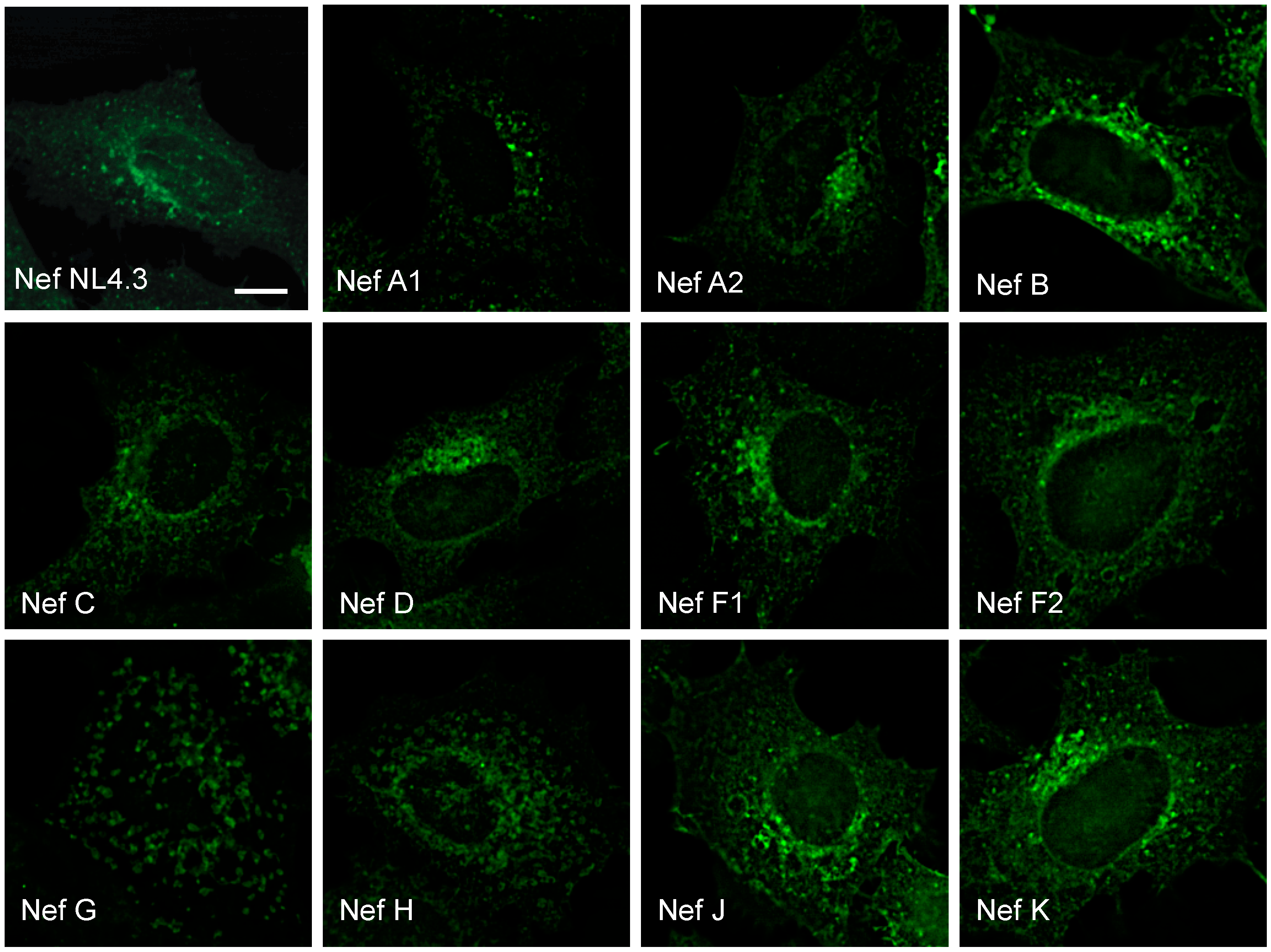Viruses 10 00493 g002 Viruses 10 00493 g002