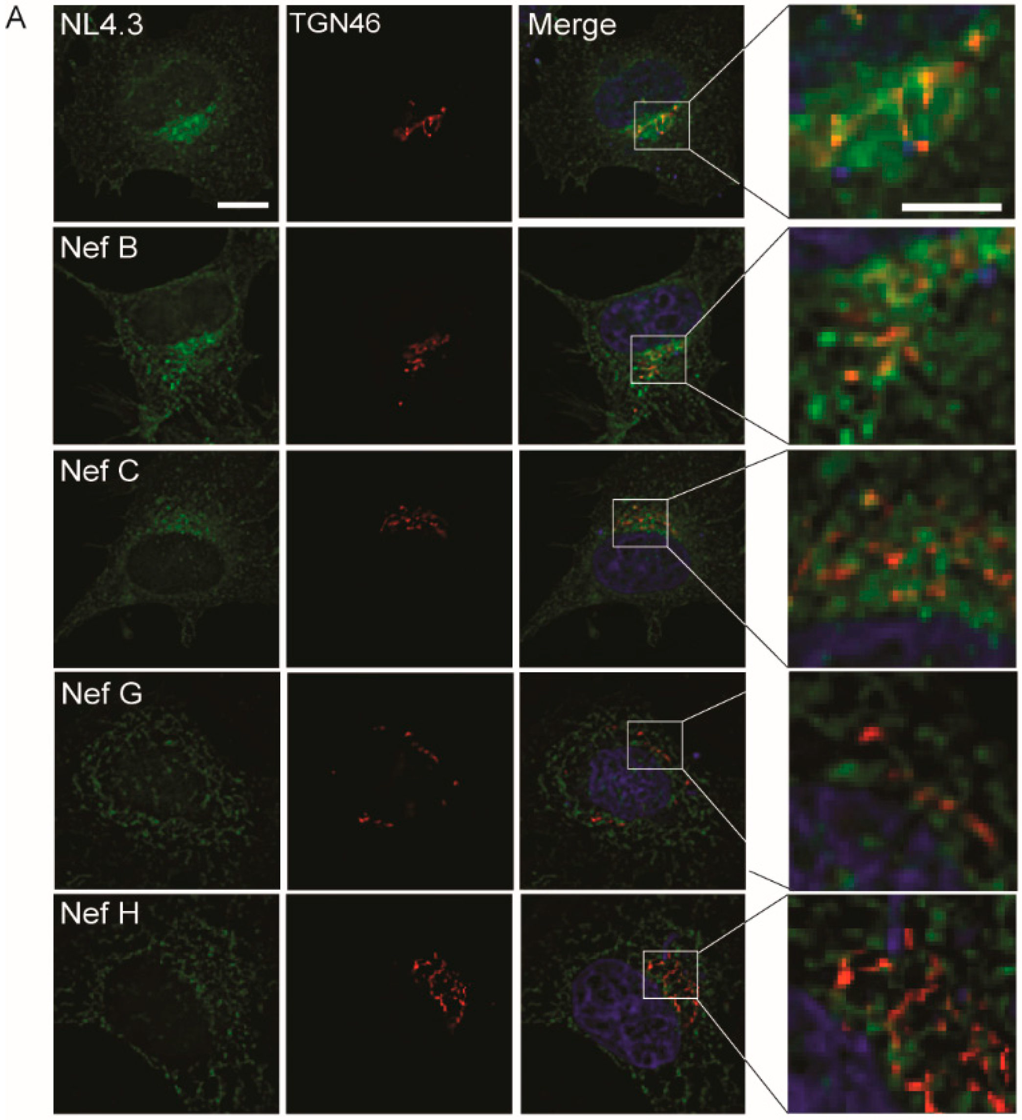 Viruses 10 00493 g003a Viruses 10 00493 g003a