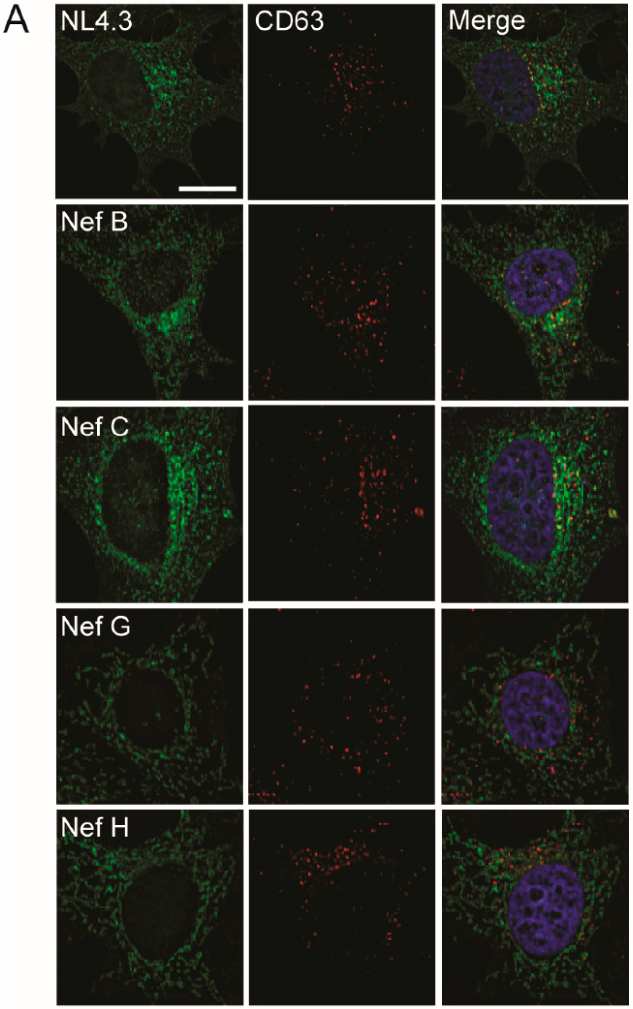 Viruses 10 00493 g006a Viruses 10 00493 g006a