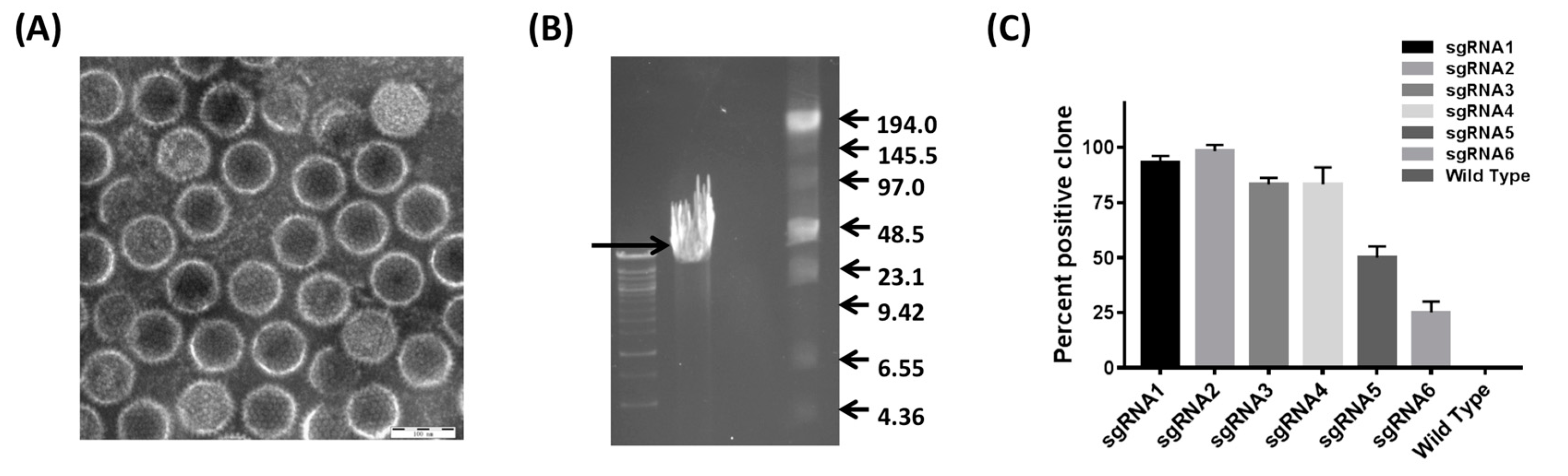 Viruses 10 00494 g003 Viruses 10 00494 g003