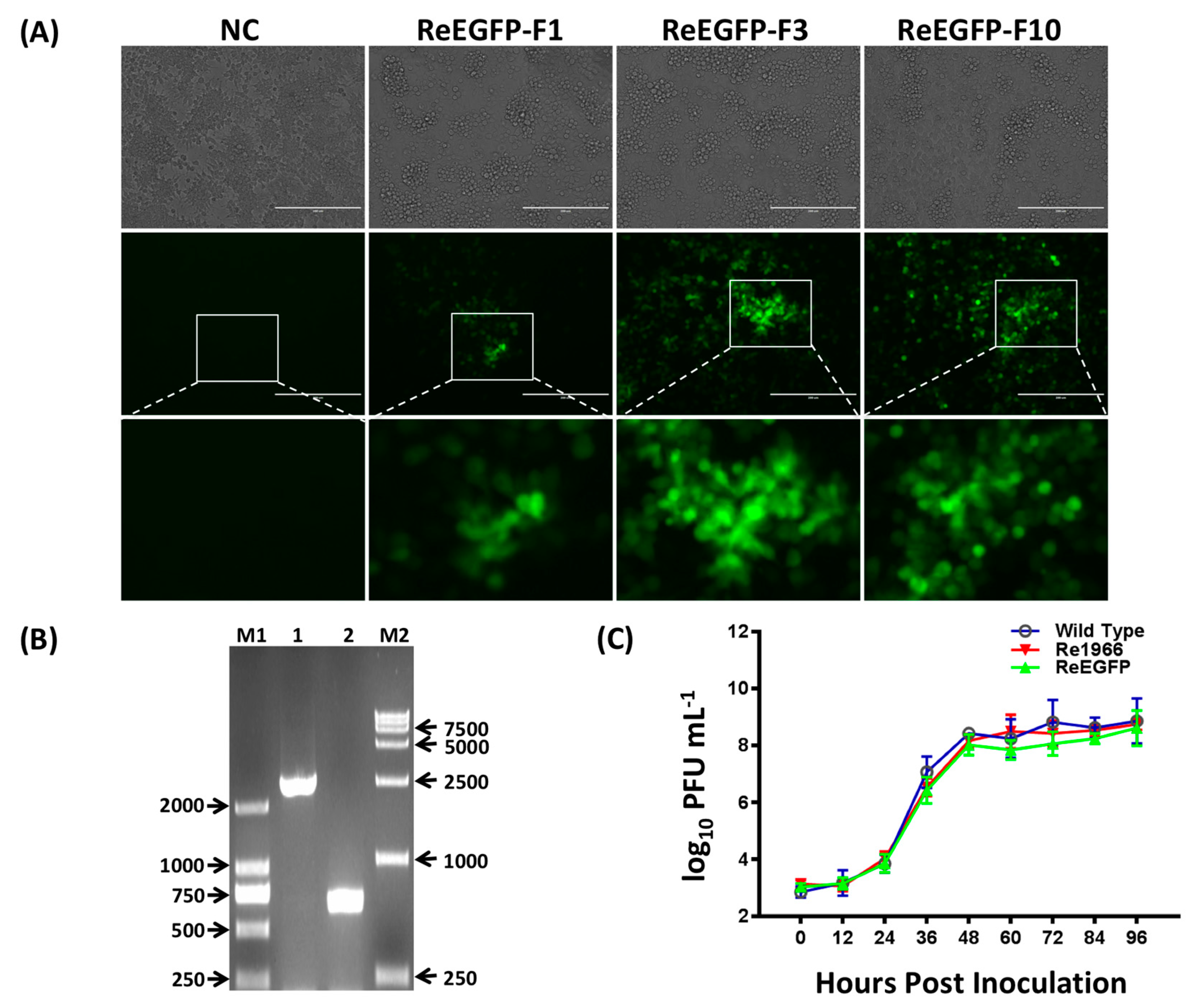 Viruses 10 00494 g004 Viruses 10 00494 g004