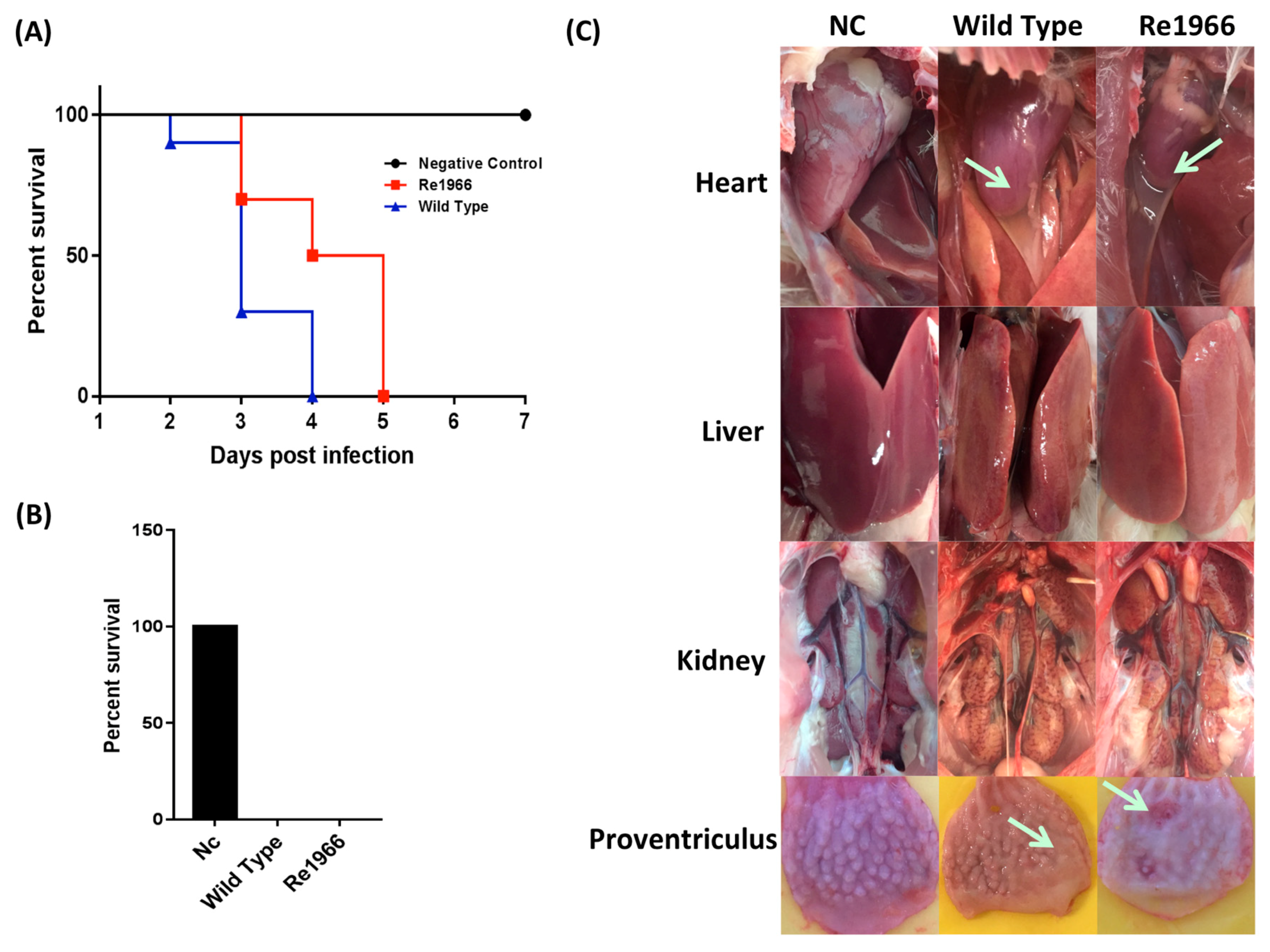 Viruses 10 00494 g005 Viruses 10 00494 g005