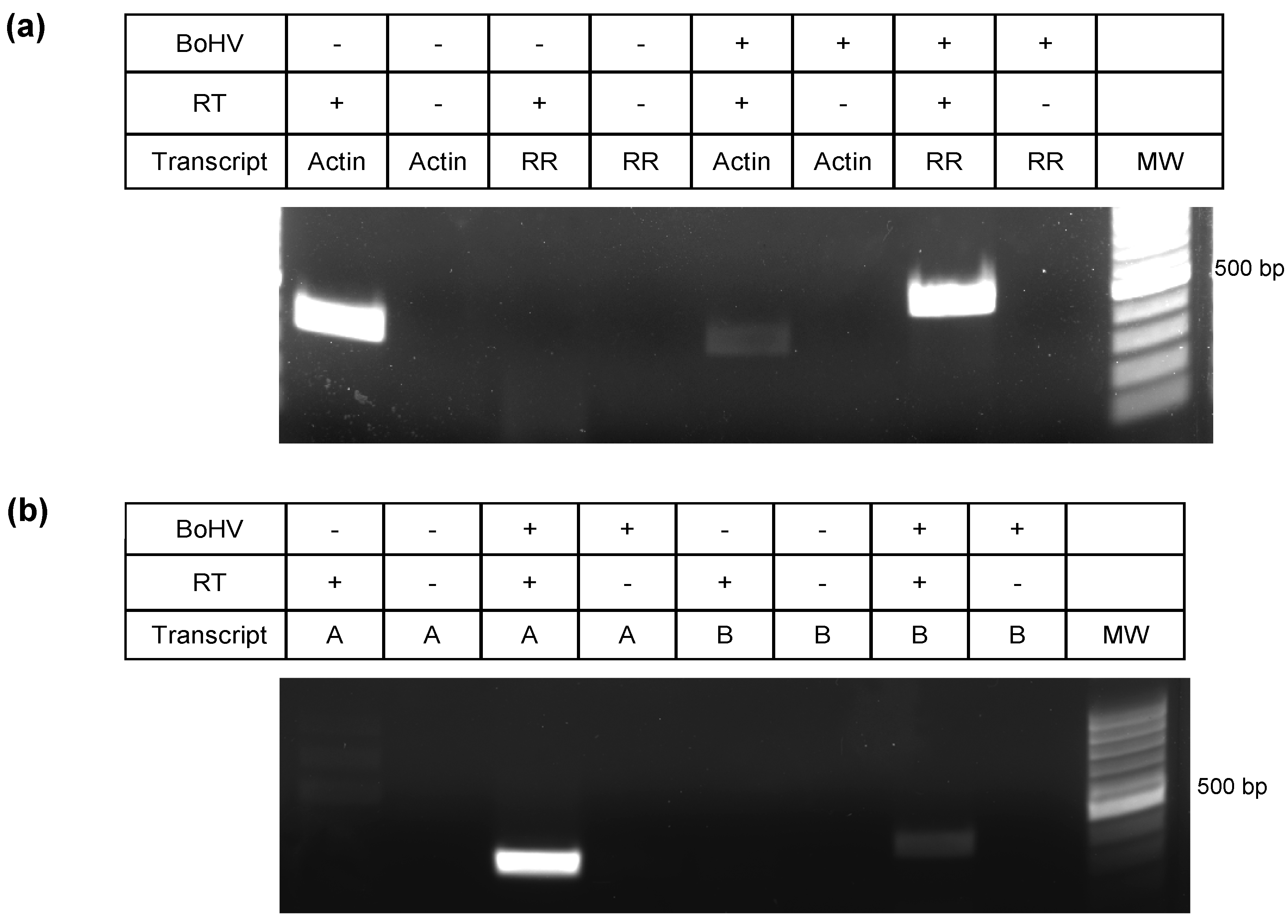 Viruses 10 00499 g003 Viruses 10 00499 g003