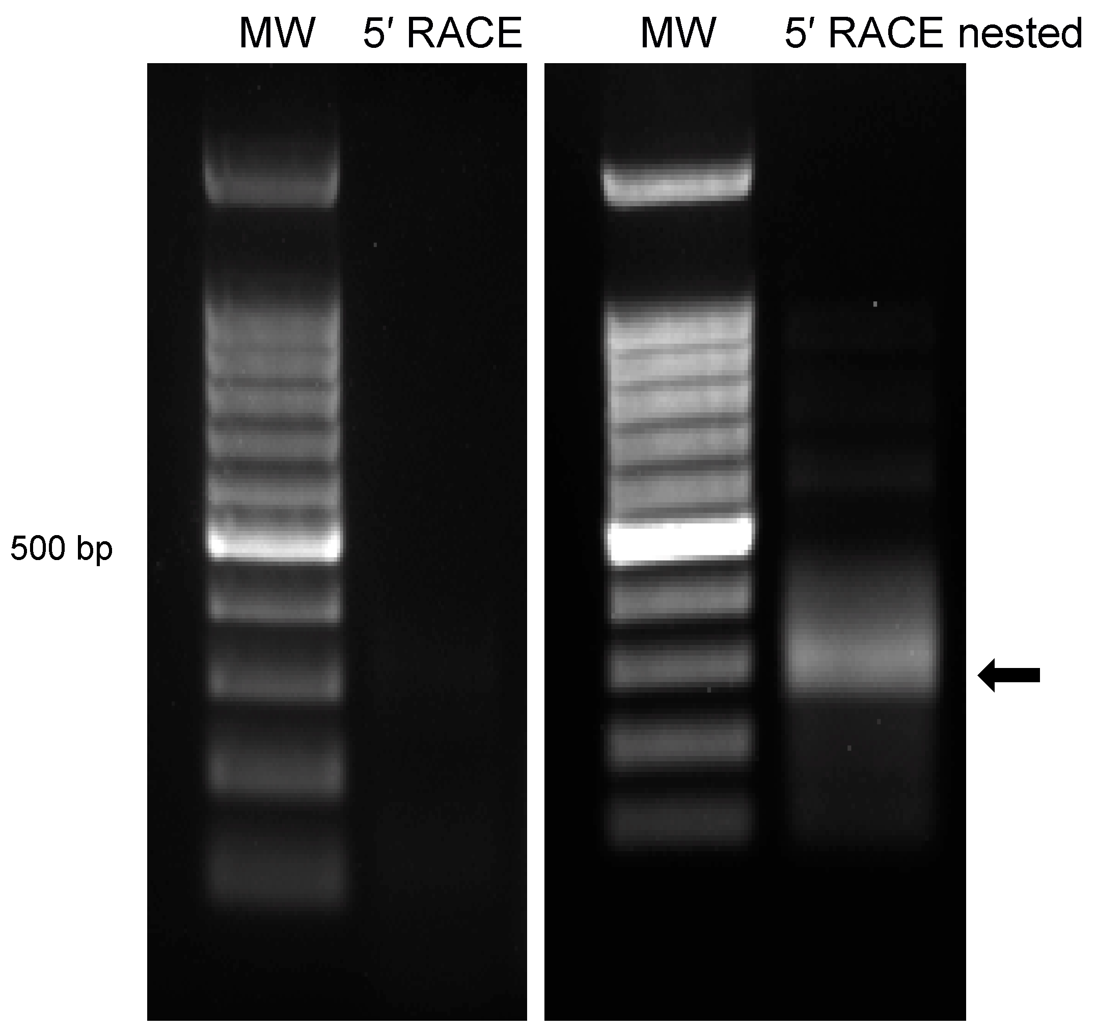 Viruses 10 00499 g004 Viruses 10 00499 g004