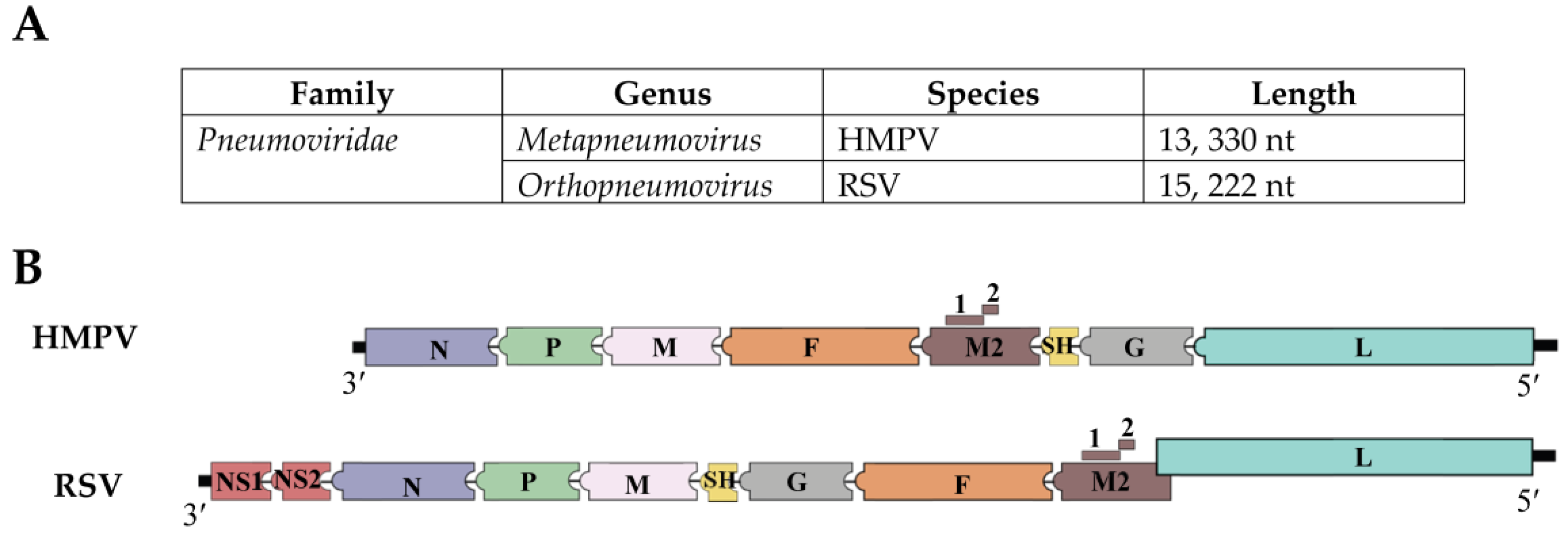 Viruses Free Full Text Interferon Mediated Response To Human Metapneumovirus Infection Html