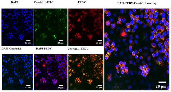 Effects Of Auxin Derivatives On Phenotypic Plasticity And Stress