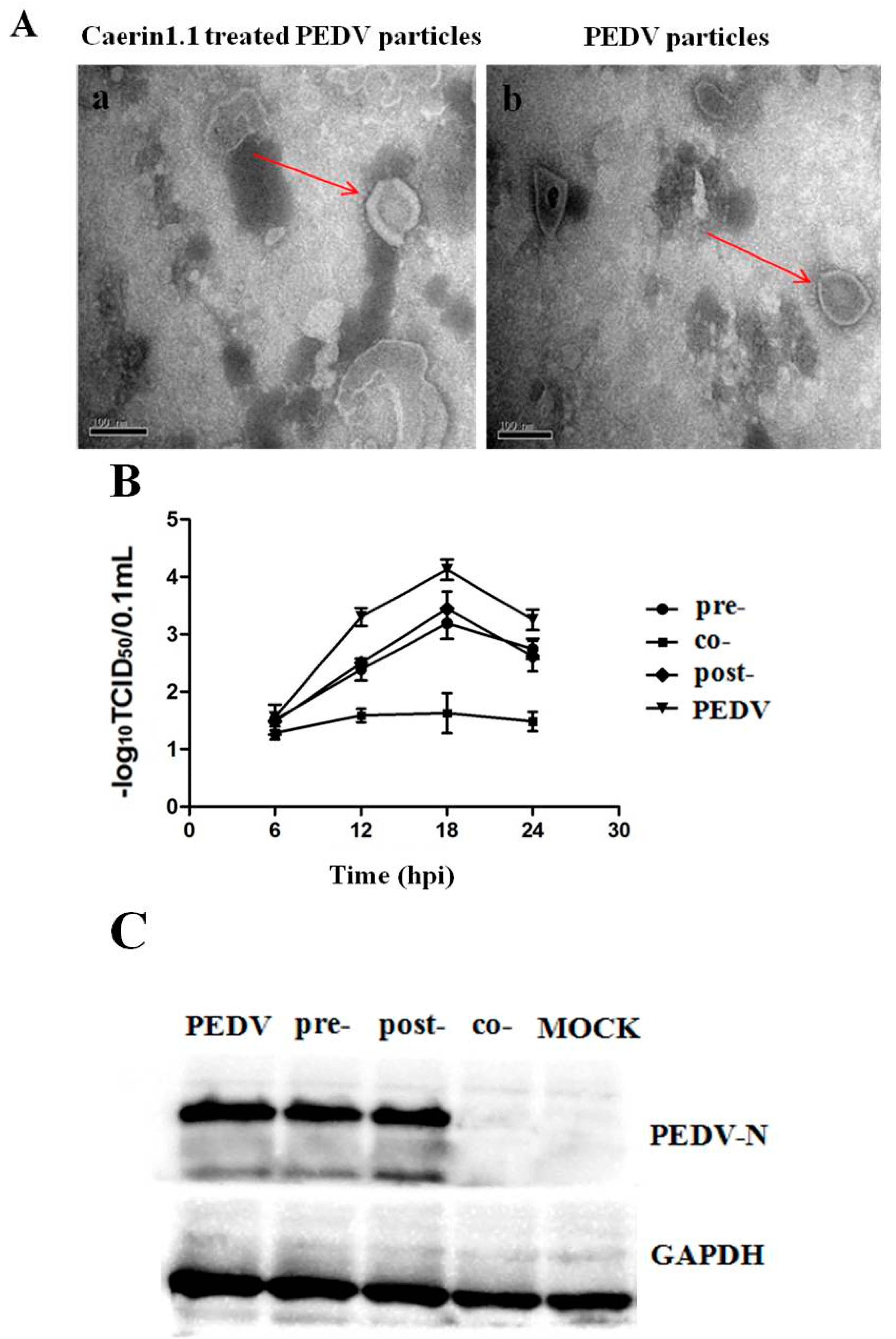 Viruses 10 00507 g007a Viruses 10 00507 g007a