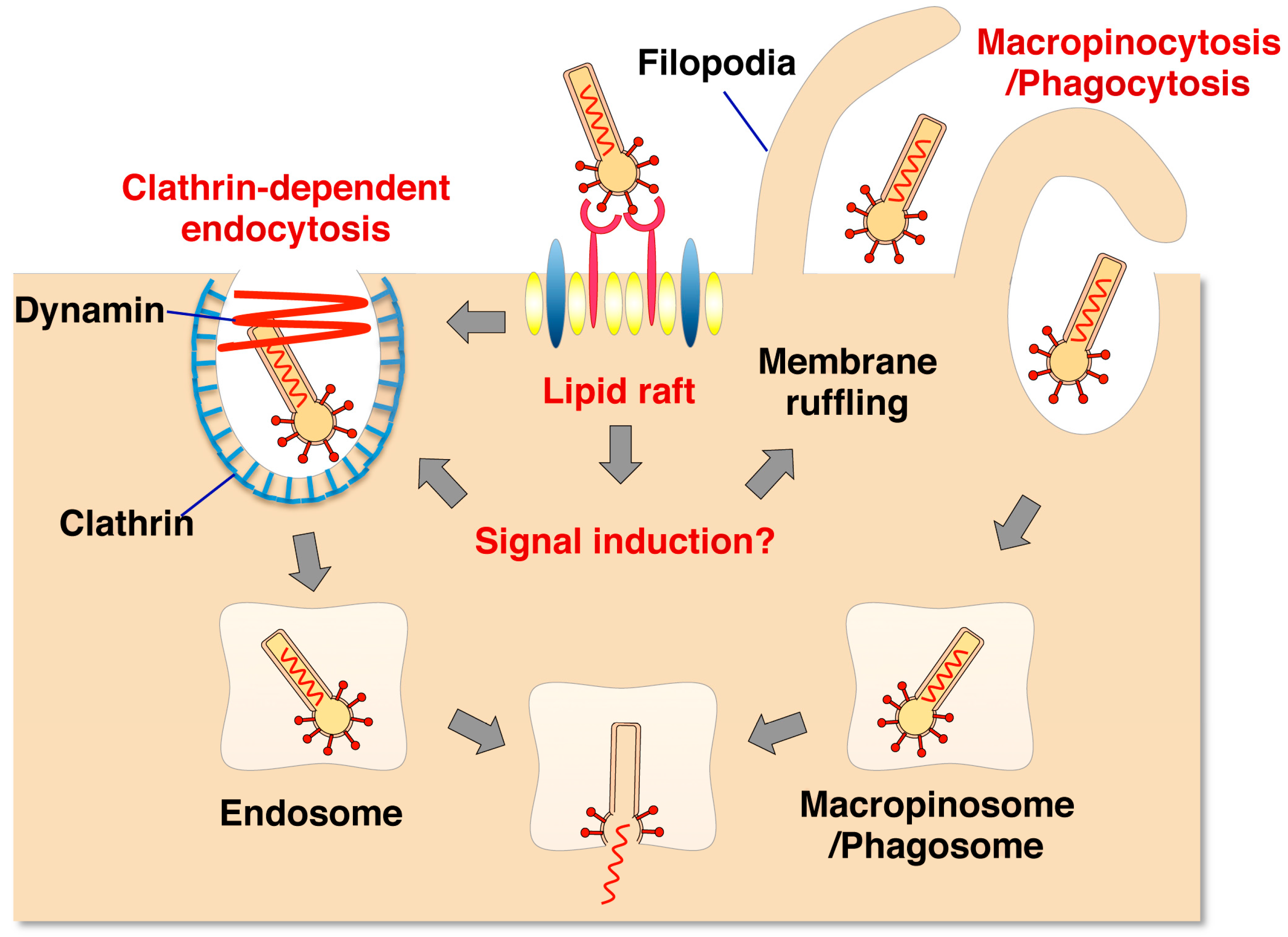 zbp1 gene bioedit