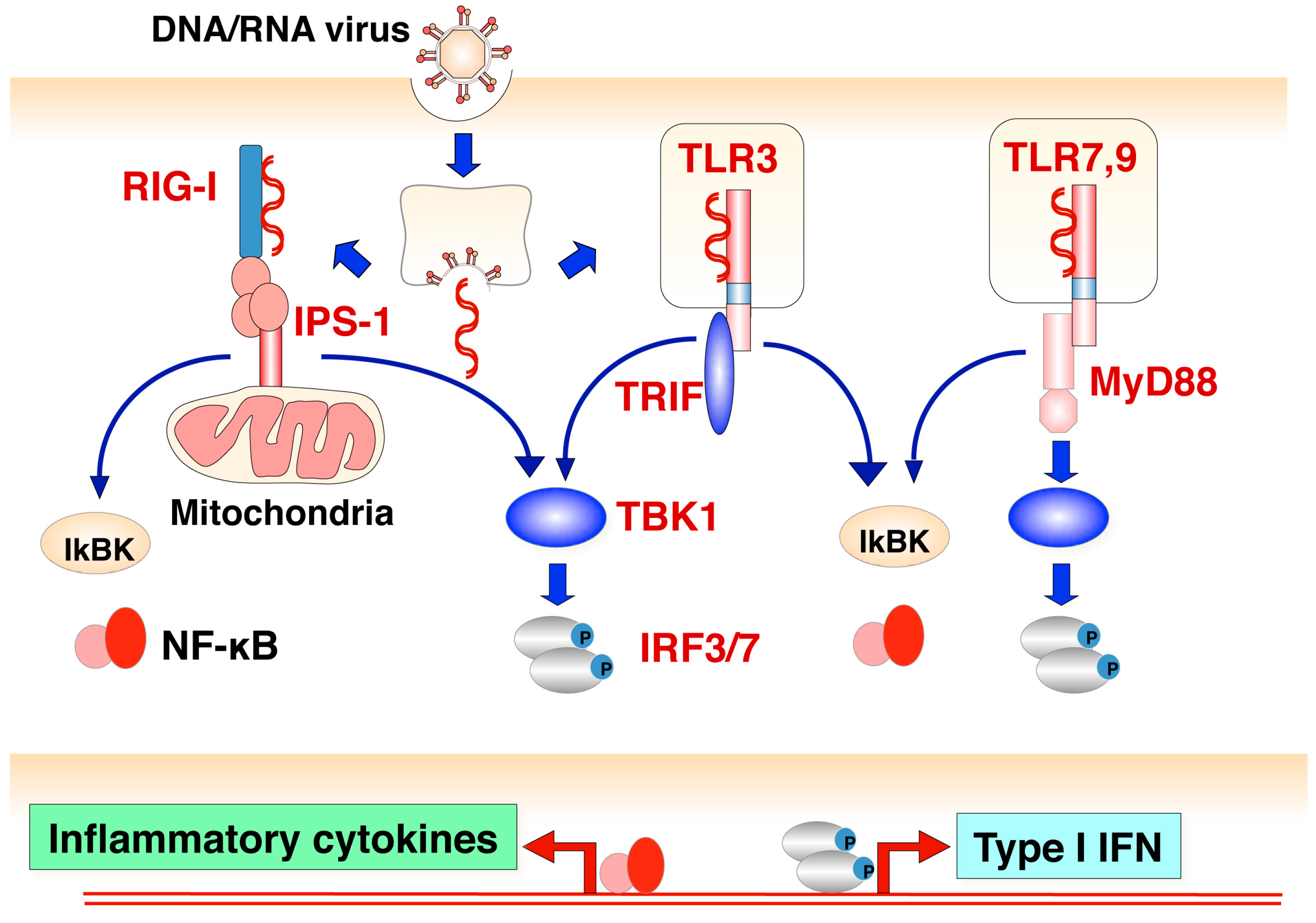 Viruses 10 00510 g002 Viruses 10 00510 g002