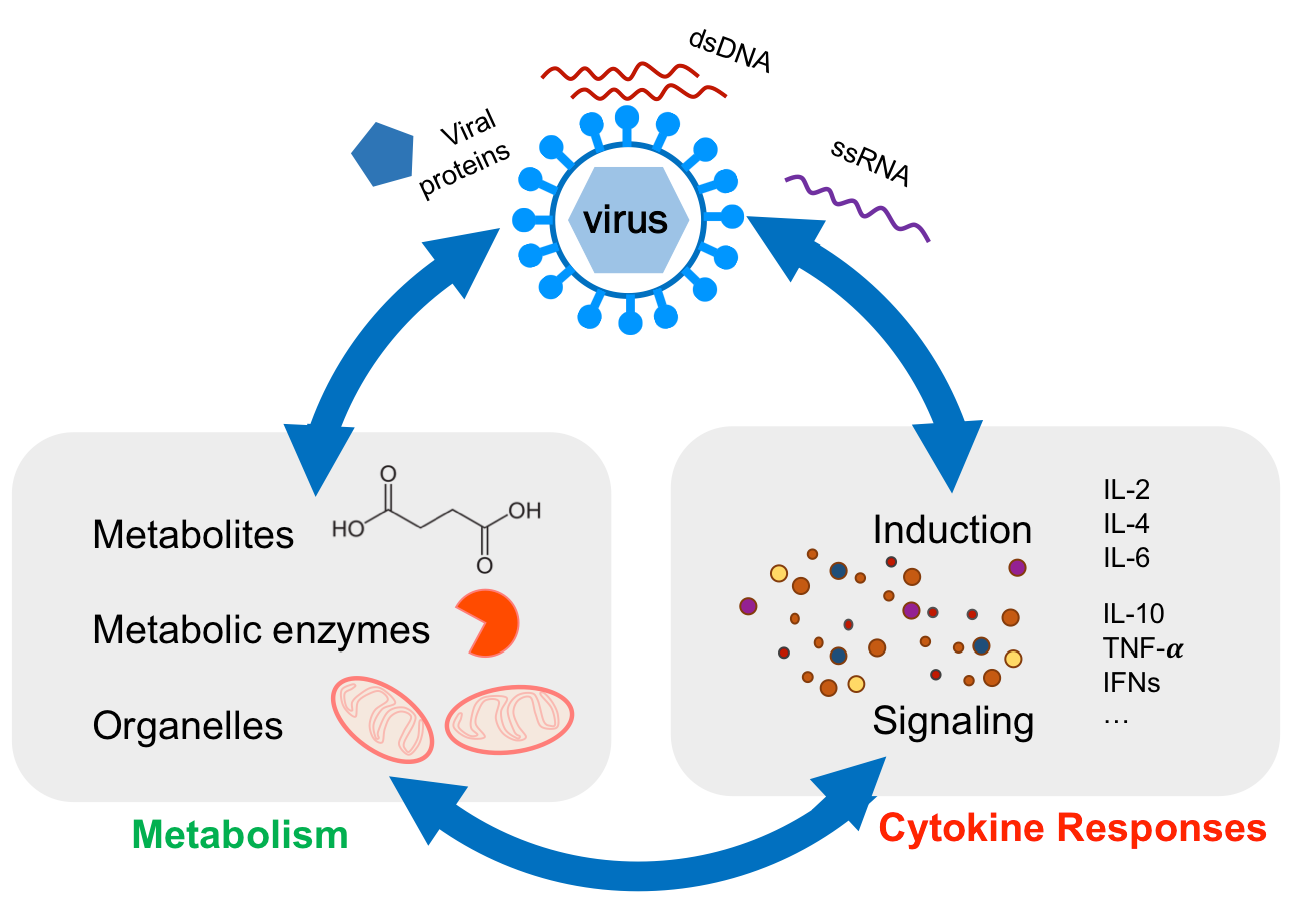 Вирус паром. Cytokine activity. Cytokine Storm HIV. Metabolic Enzymatic. Cytokine Covers.