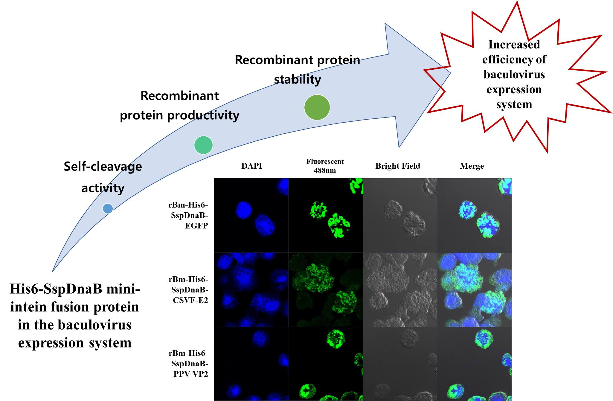 Viruses Free FullText Enhanced Production of Protein