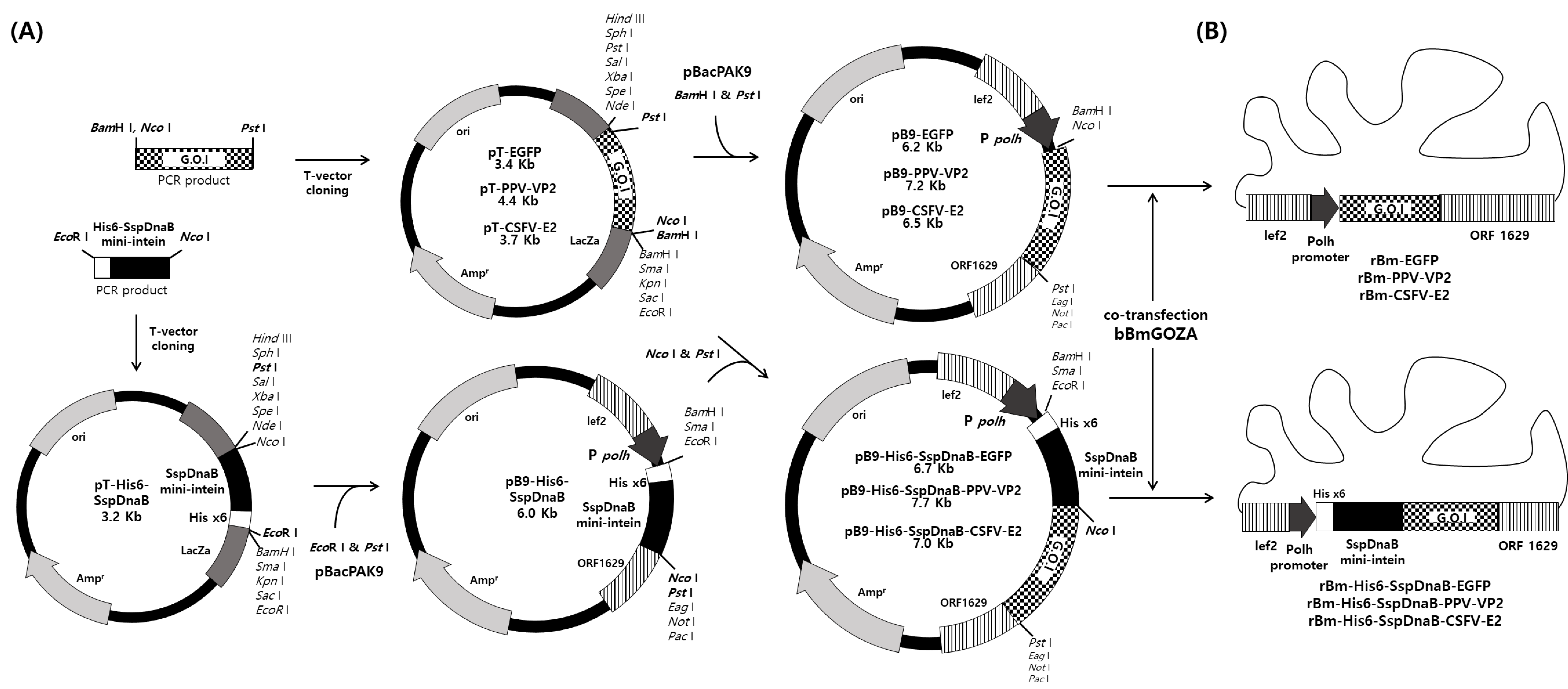 Viruses 10 00523 g001