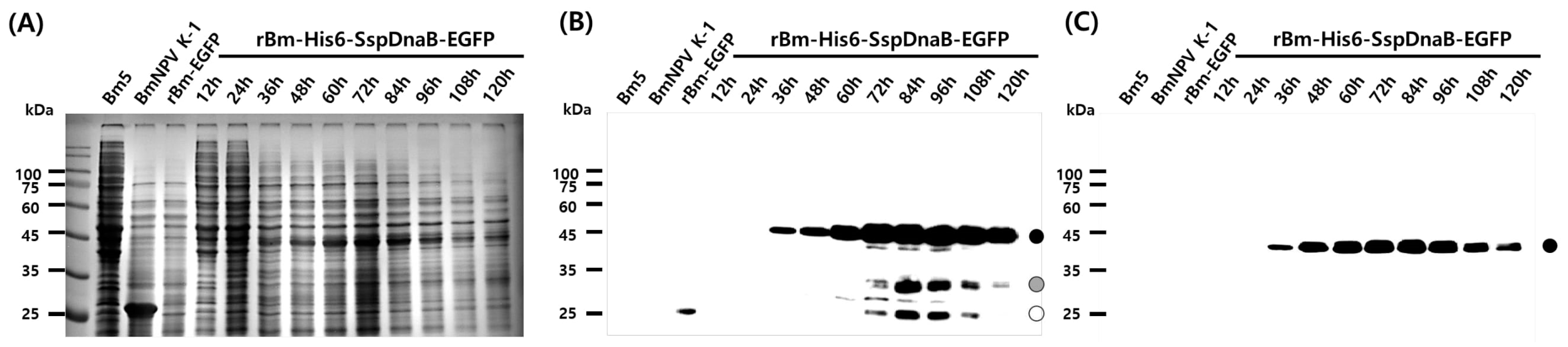 Viruses 10 00523 g002