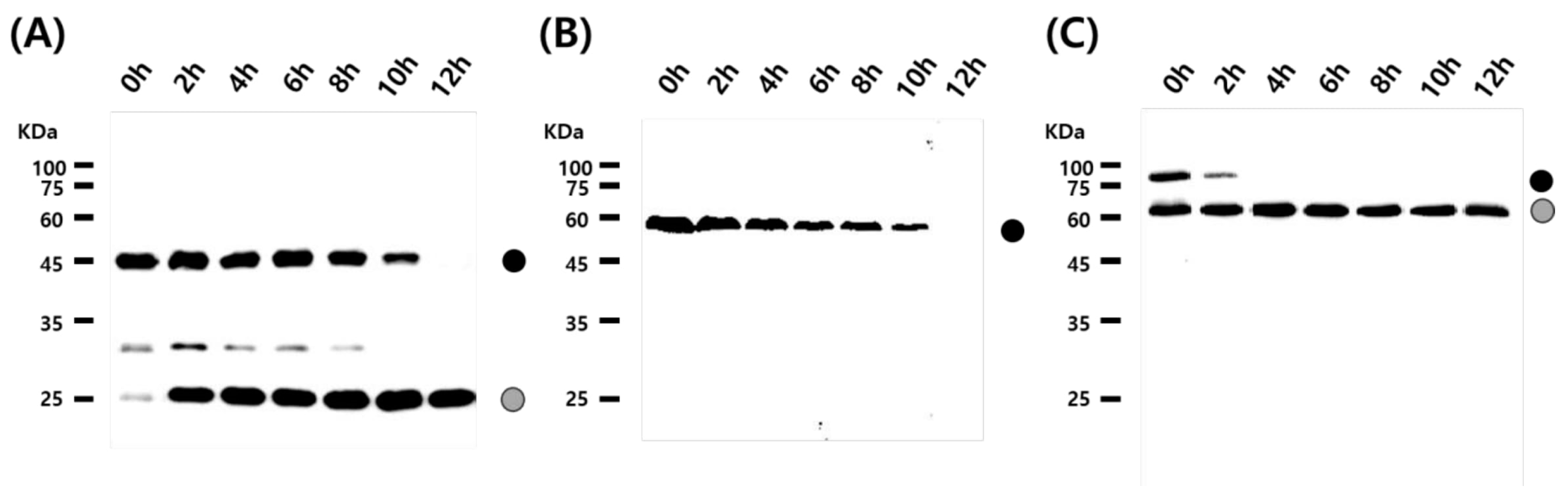 Viruses 10 00523 g005