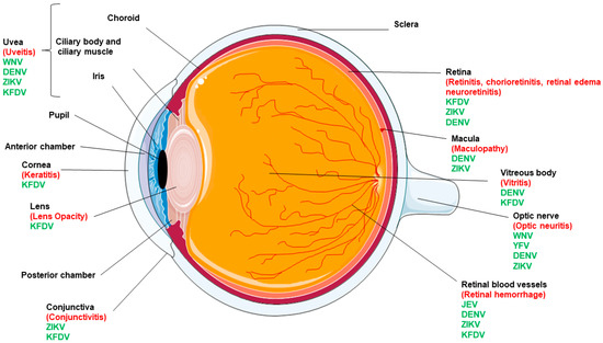 glob ocular