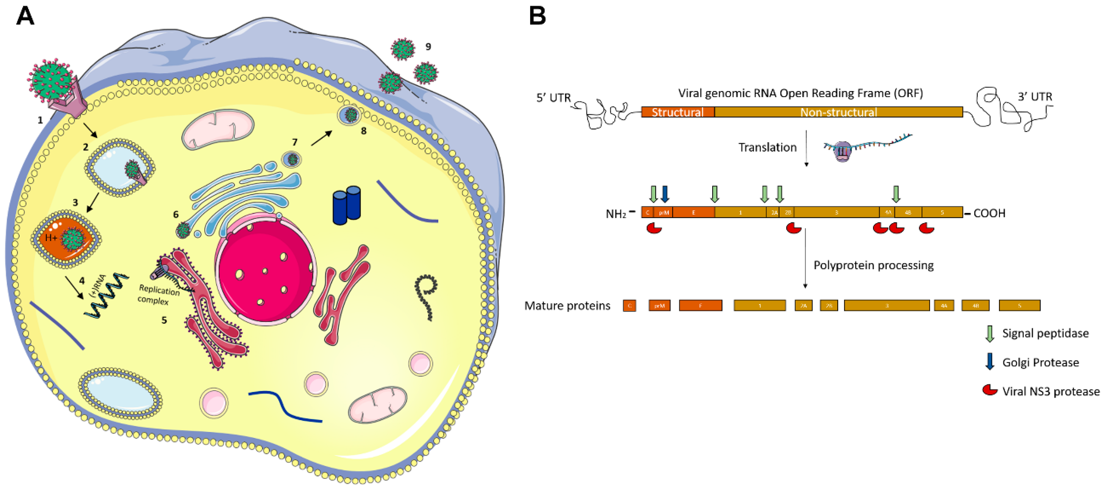 Viruses 10 00530 g002