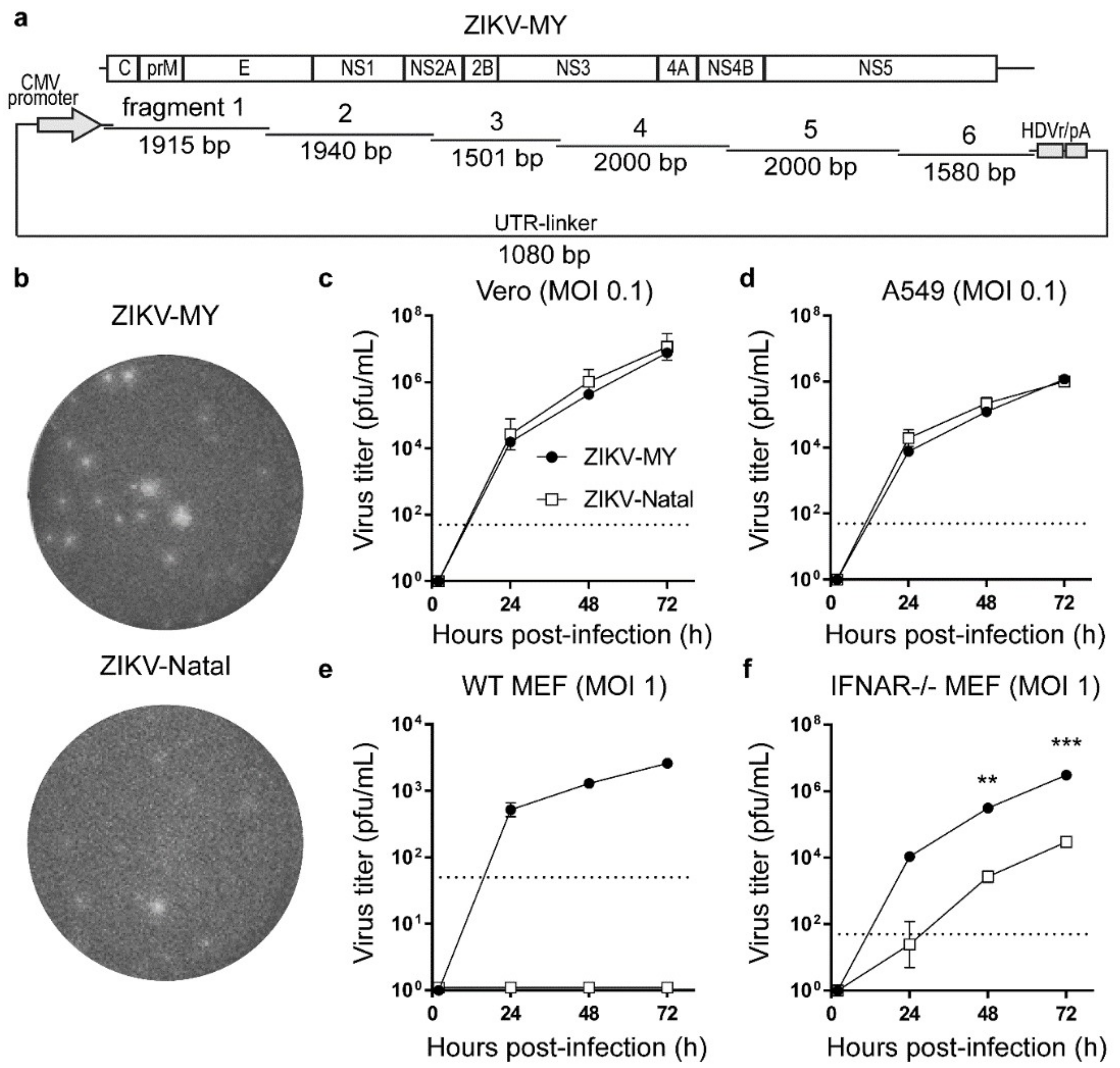 Viruses 10 00541 g001