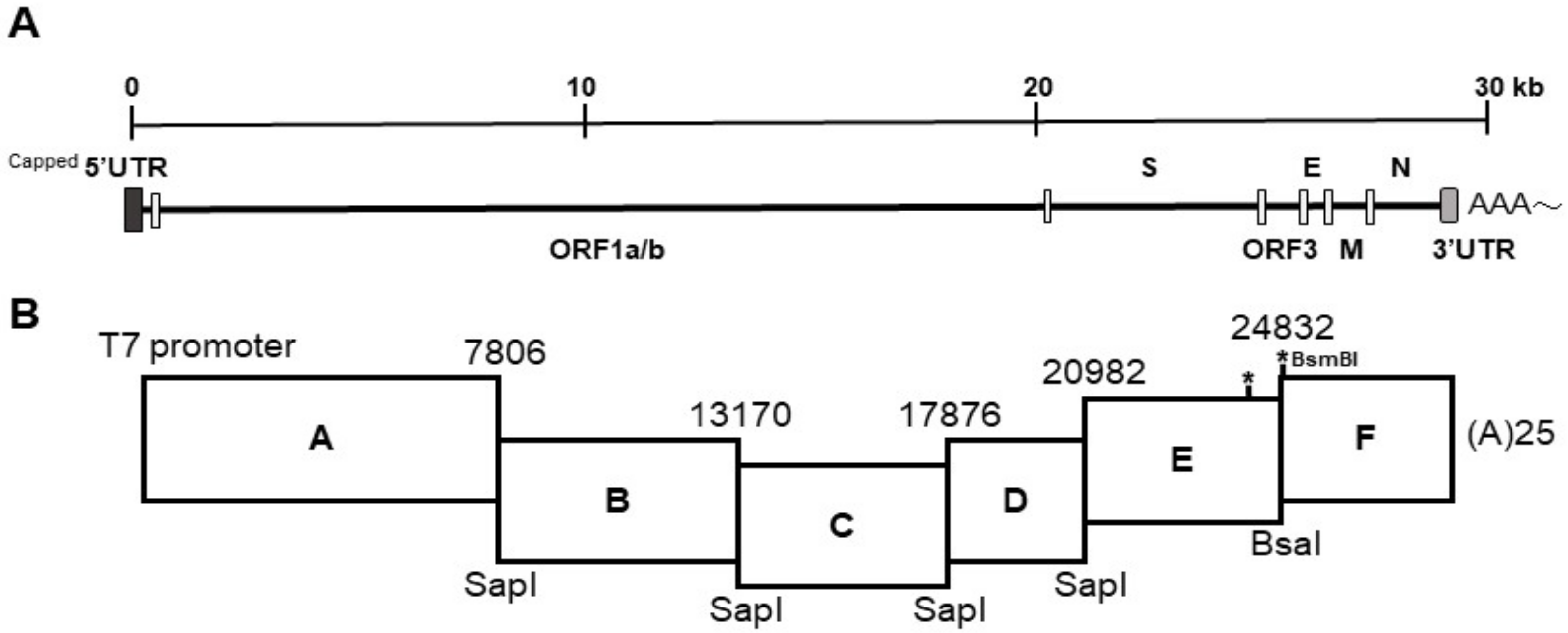 Viruses 10 00543 g001
