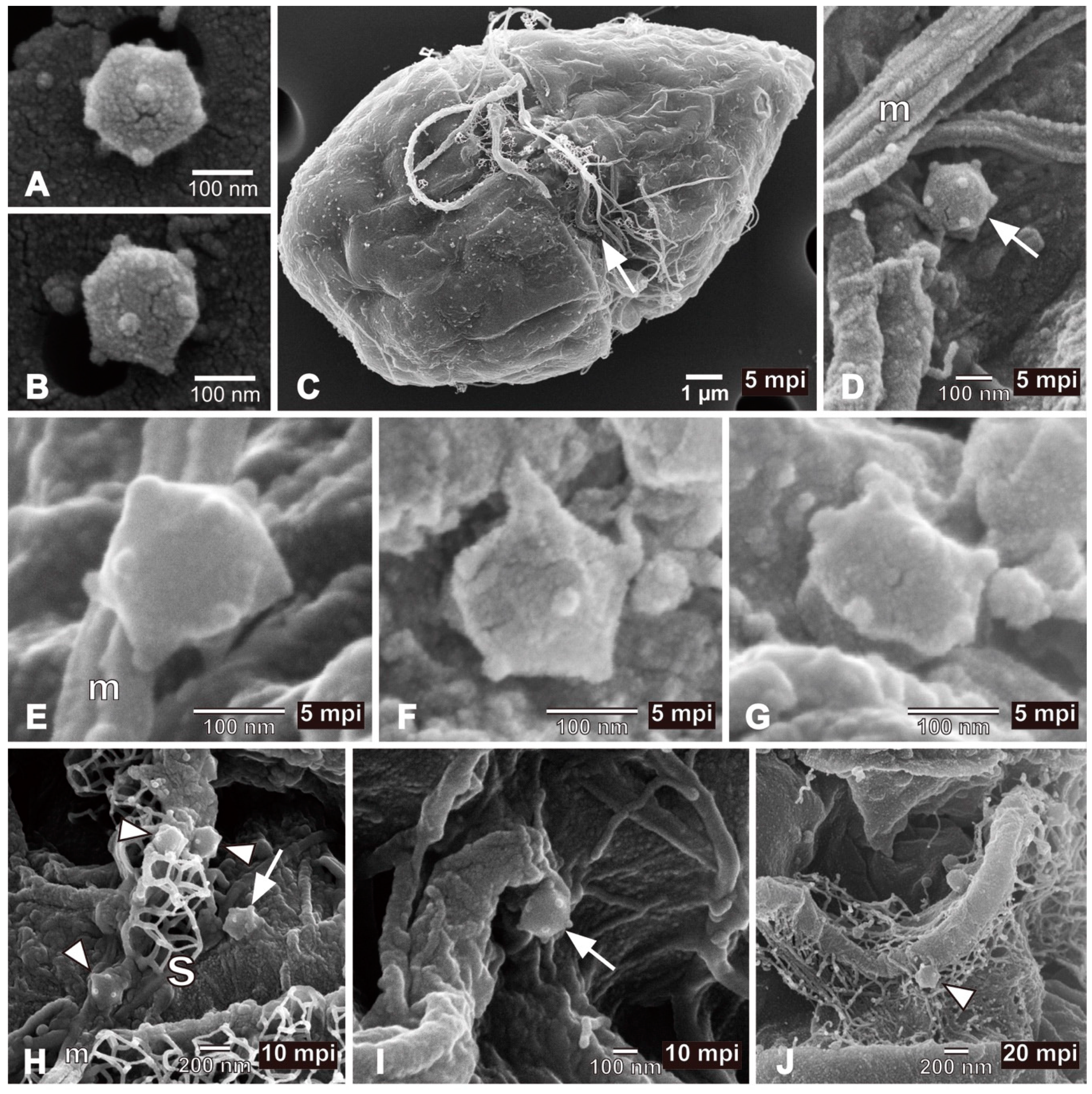 Viruses 10 00554 g001a