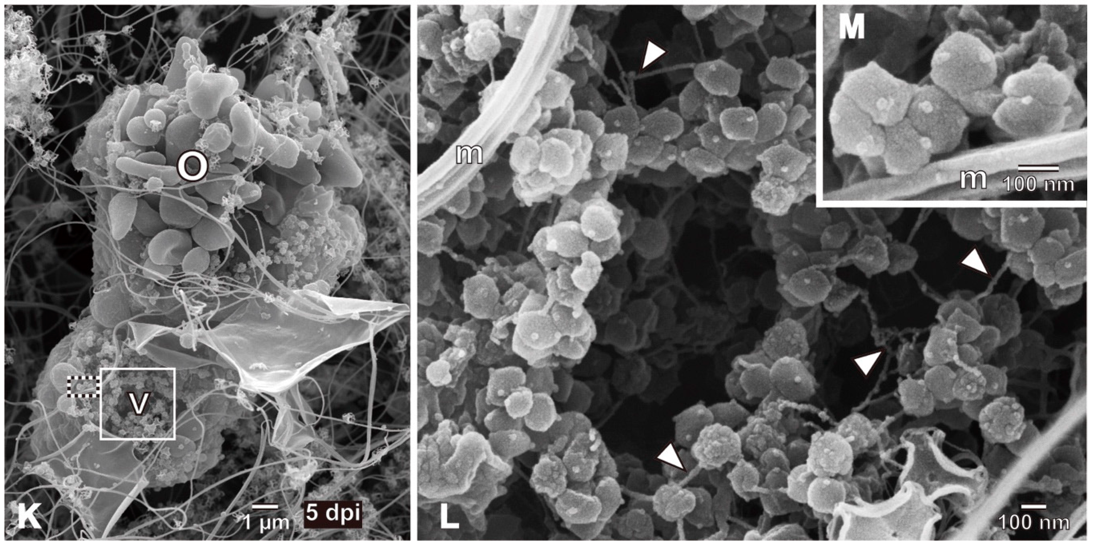 Viruses 10 00554 g001b