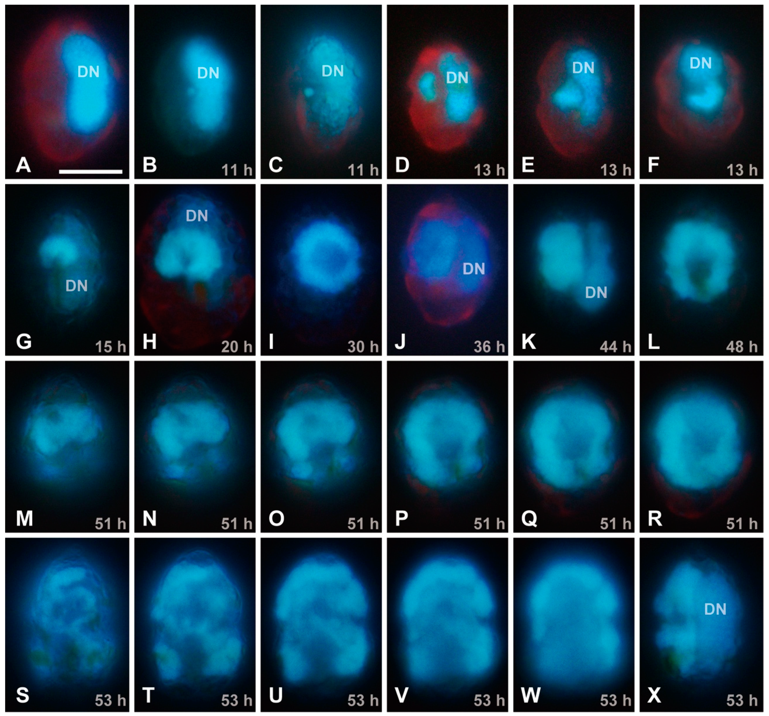 Viruses 10 00554 g002