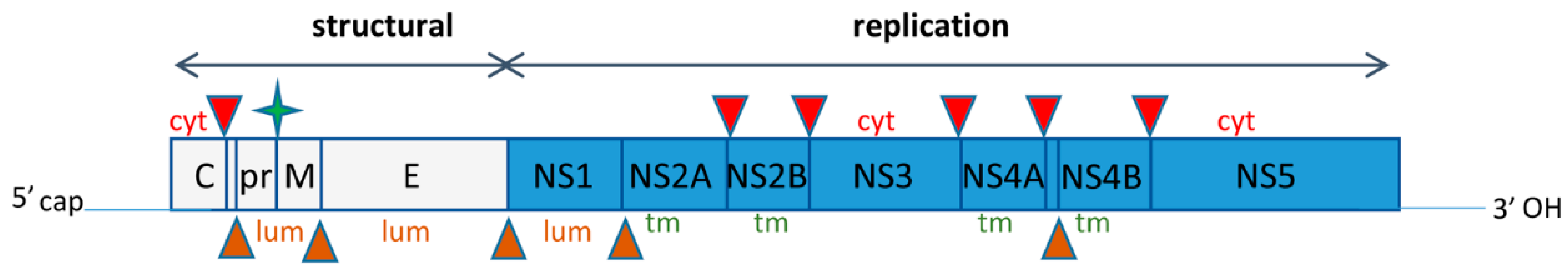 Viruses 10 00559 g001 Viruses 10 00559 g001