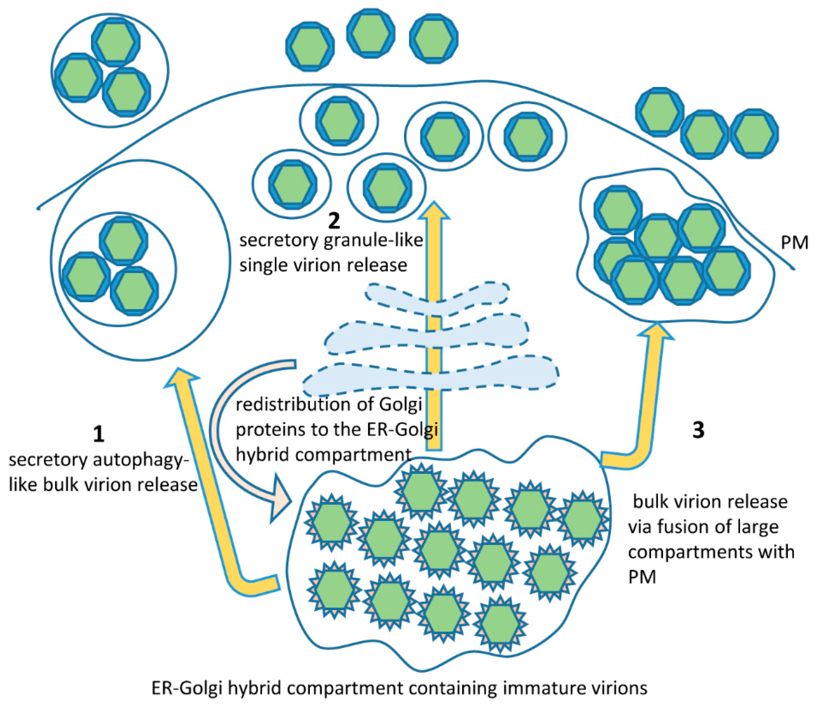 Role of Host Cell Secretory Machinery in Zika Virus Life Cycle