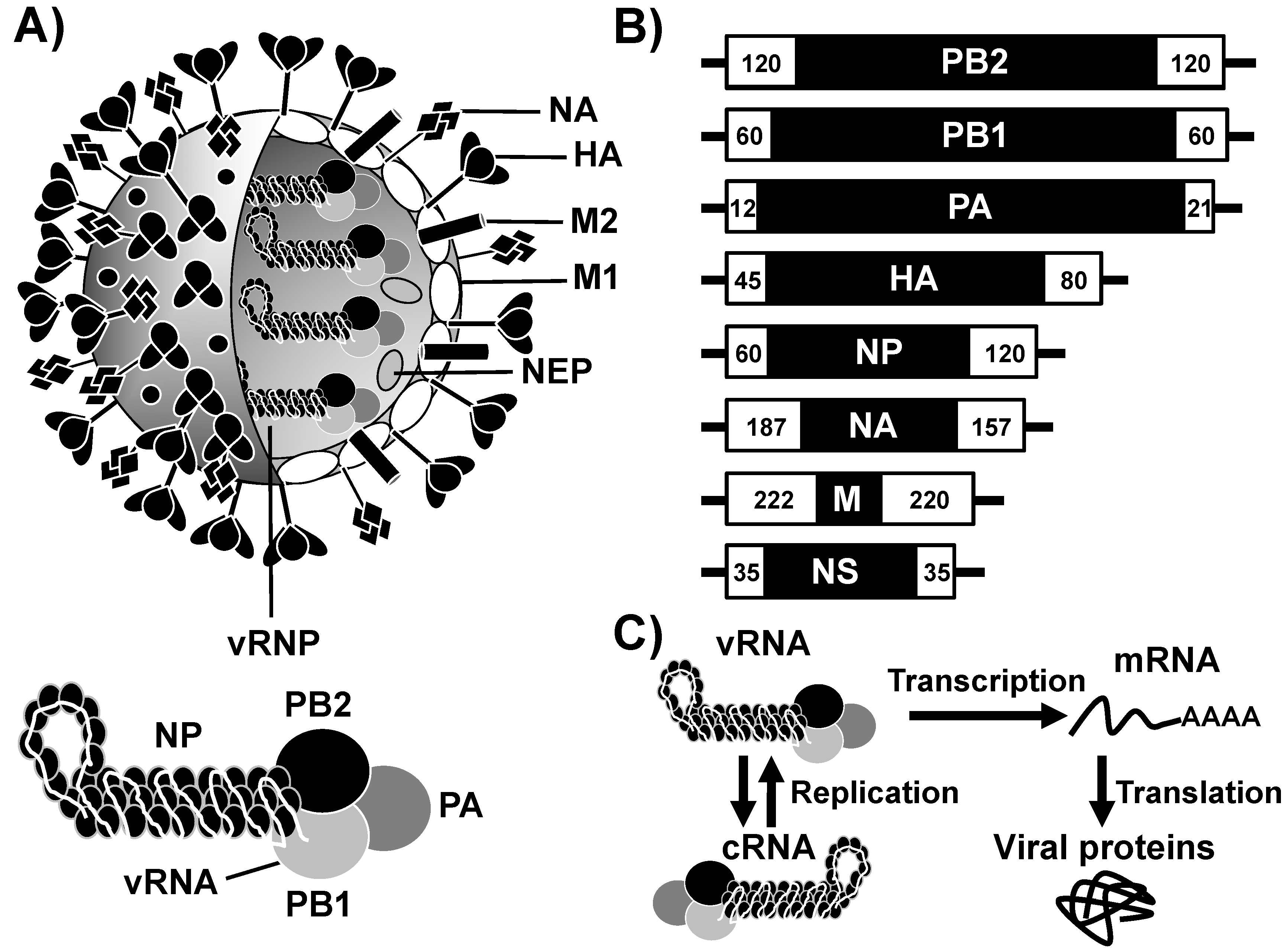 Viruses 10 00560 g001
