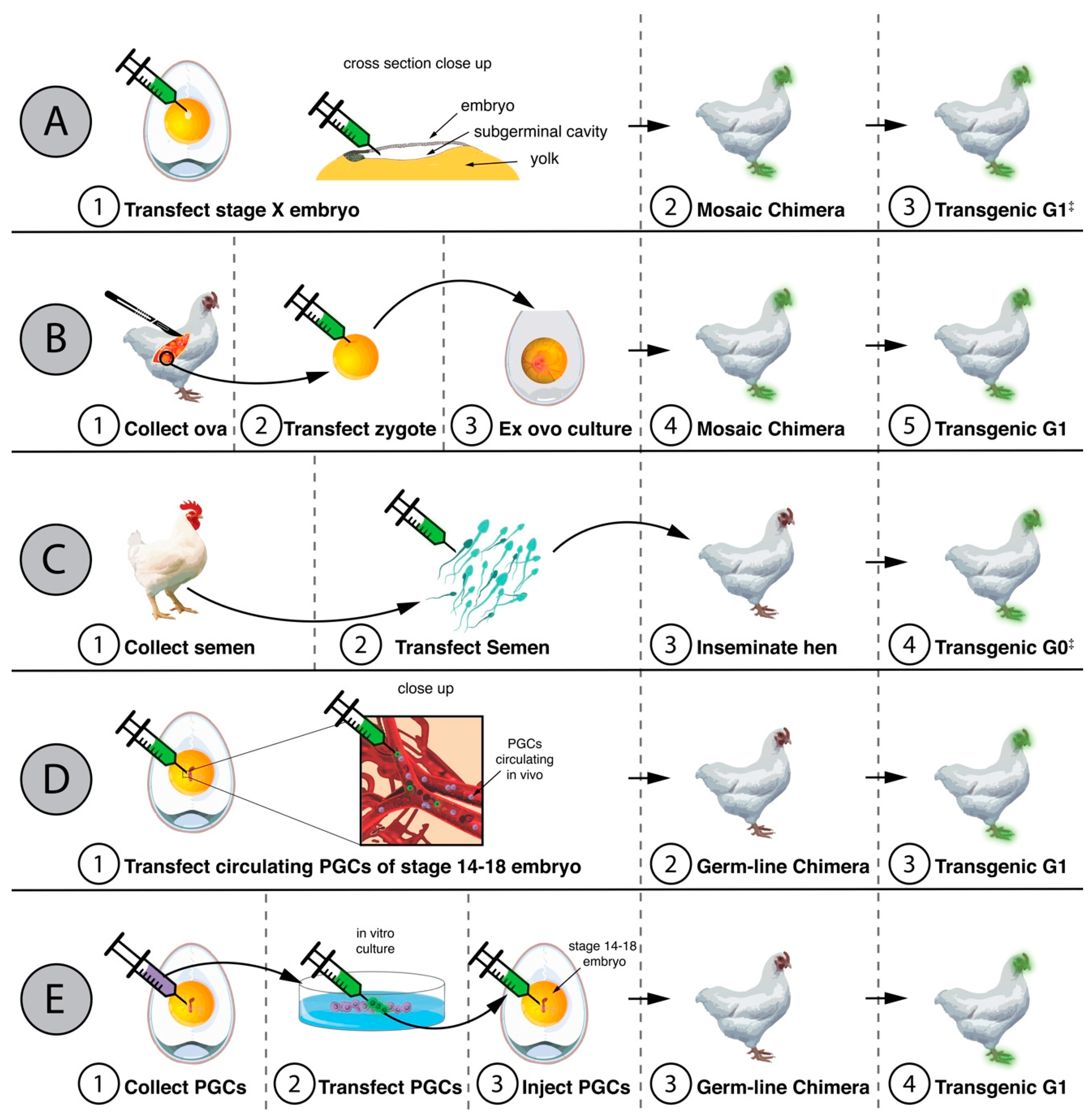 Modified Chicken Comparison