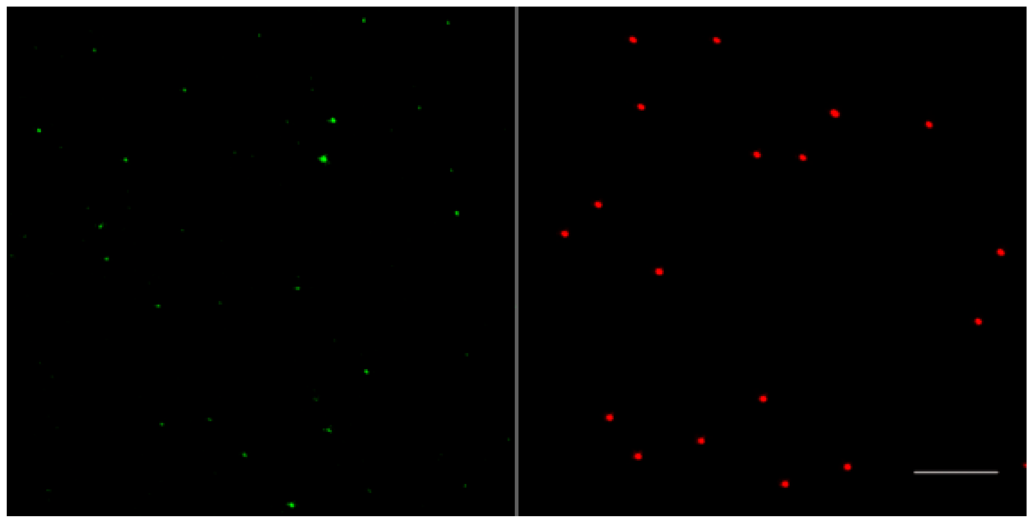 Viruses 10 00562 g002 Viruses 10 00562 g002