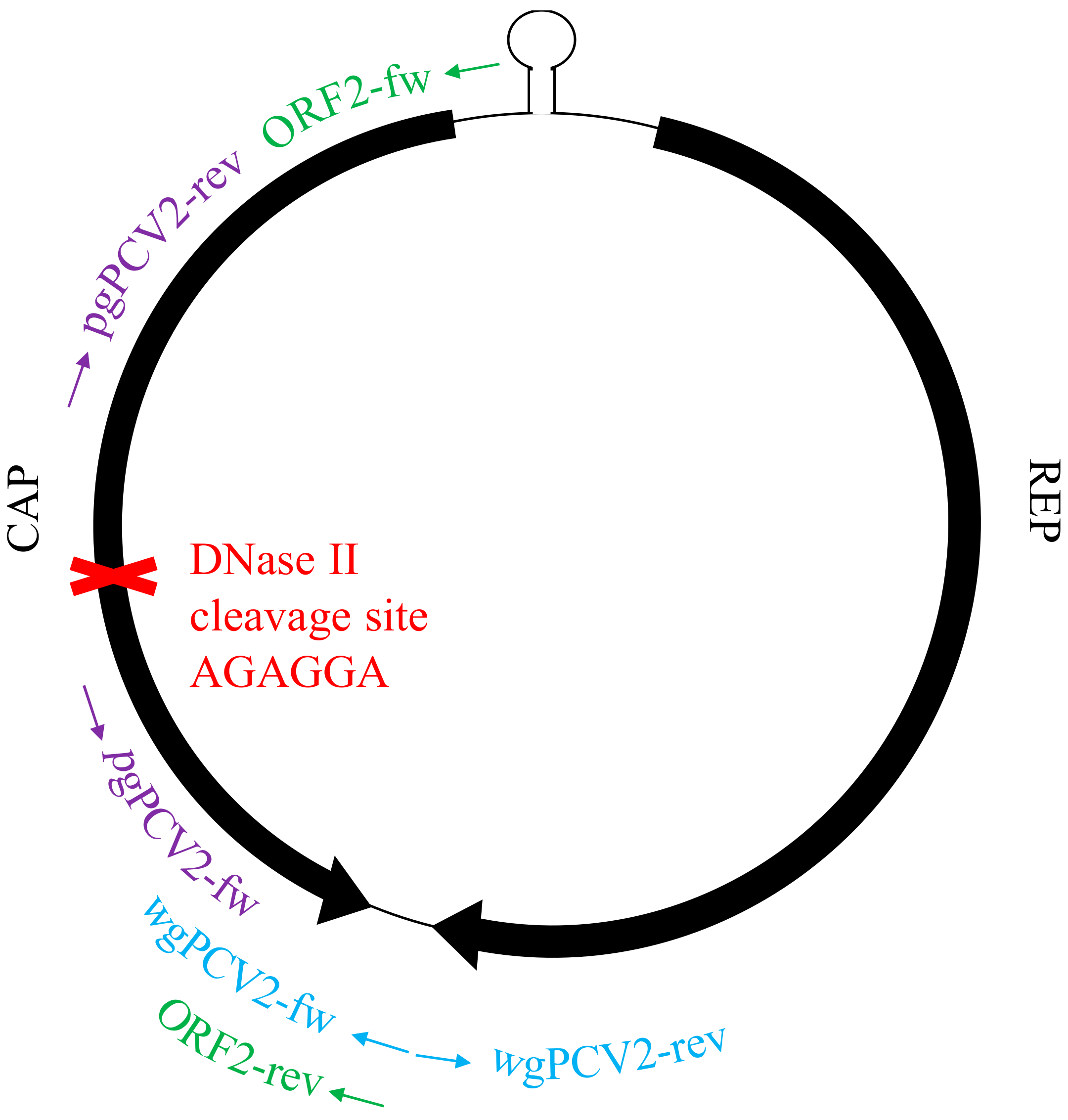 Viruses 10 00562 g003 Viruses 10 00562 g003